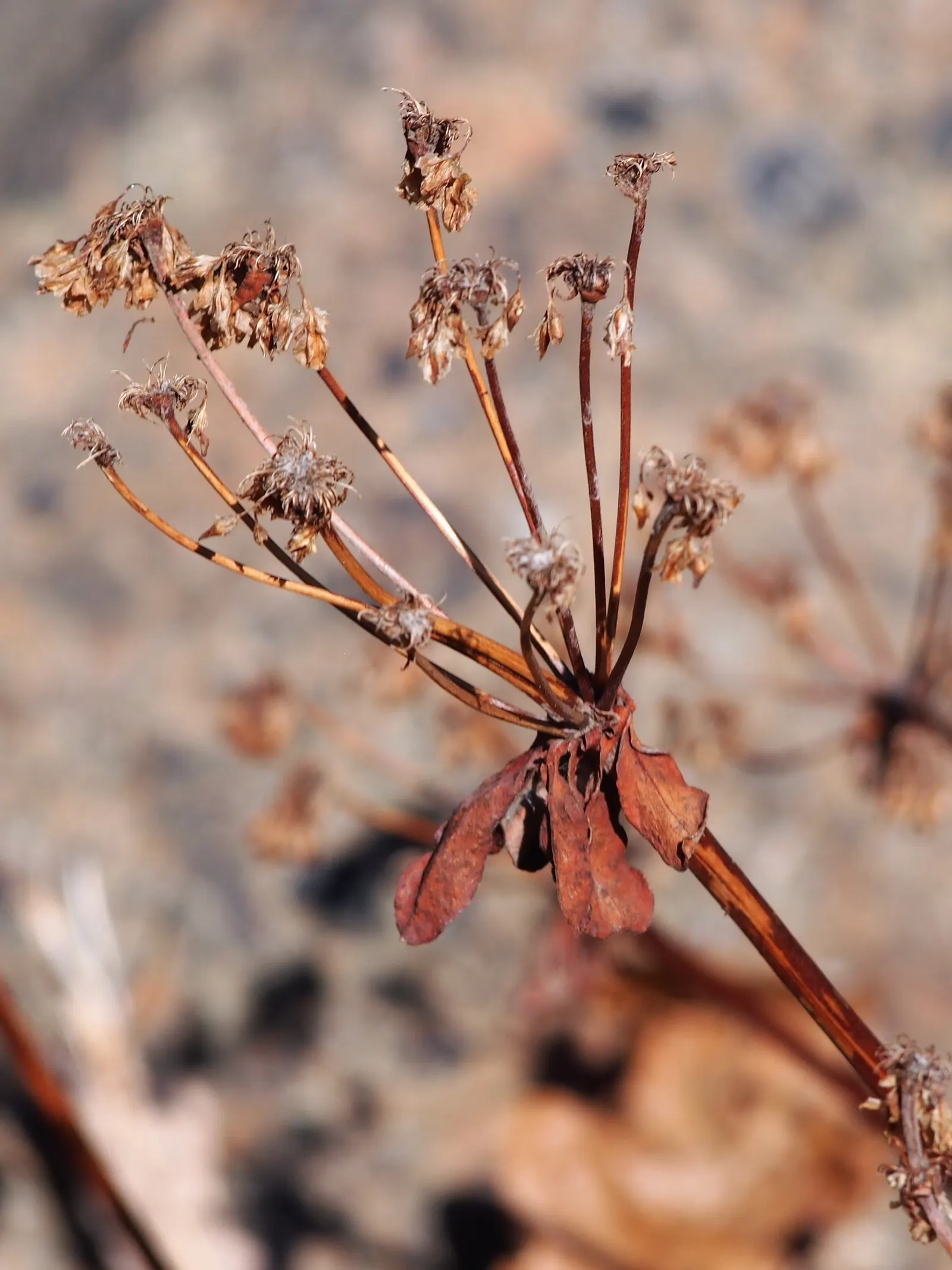 Sulfur Flower (Eriogonum Umbellatum) — commonly called Sulfur Flower