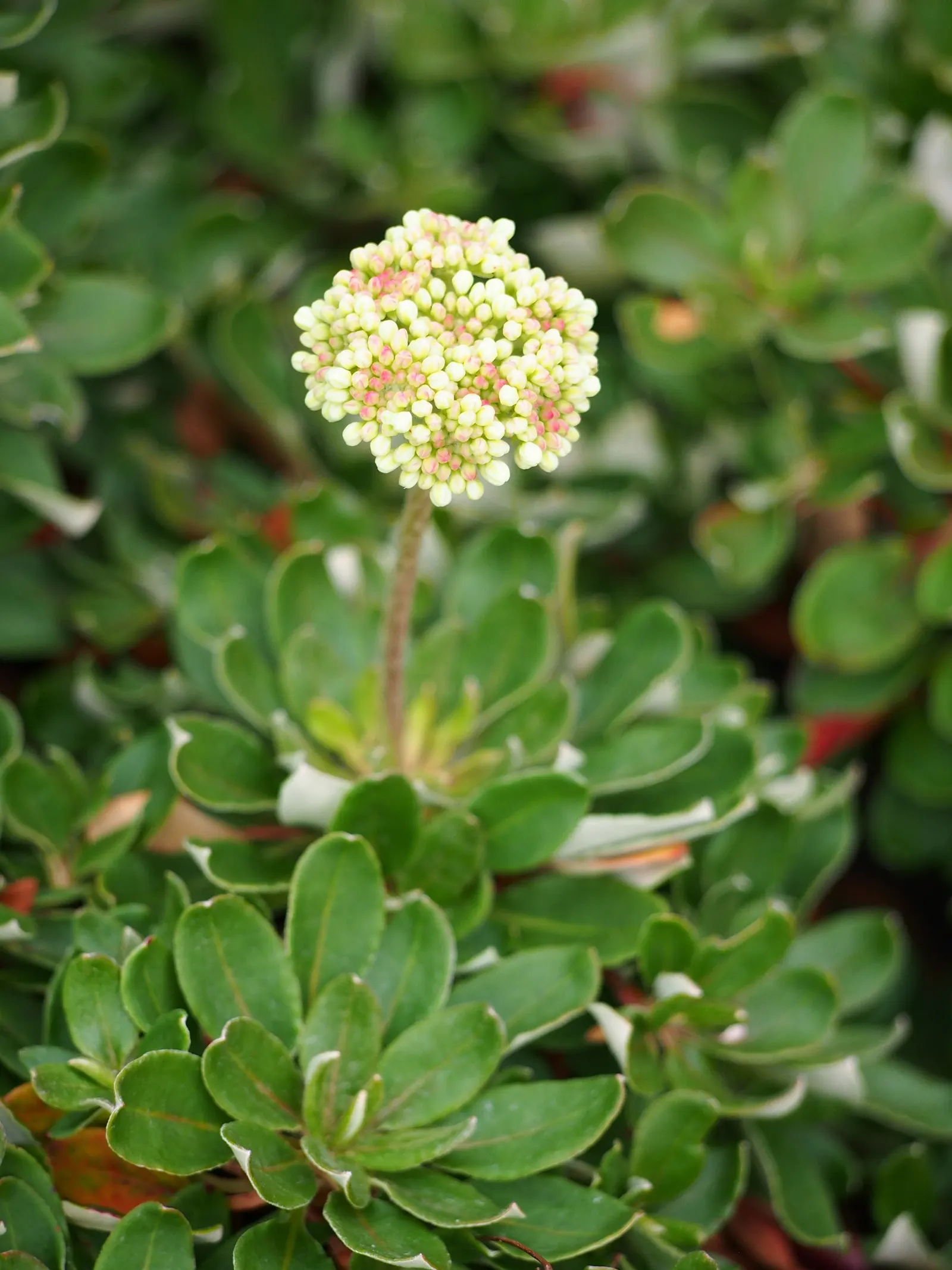 Sulfur Flower (Eriogonum Umbellatum) — perennial with yellow blooms; enhancing its drought tolerance.<br><br>From late spring through summer, image 99