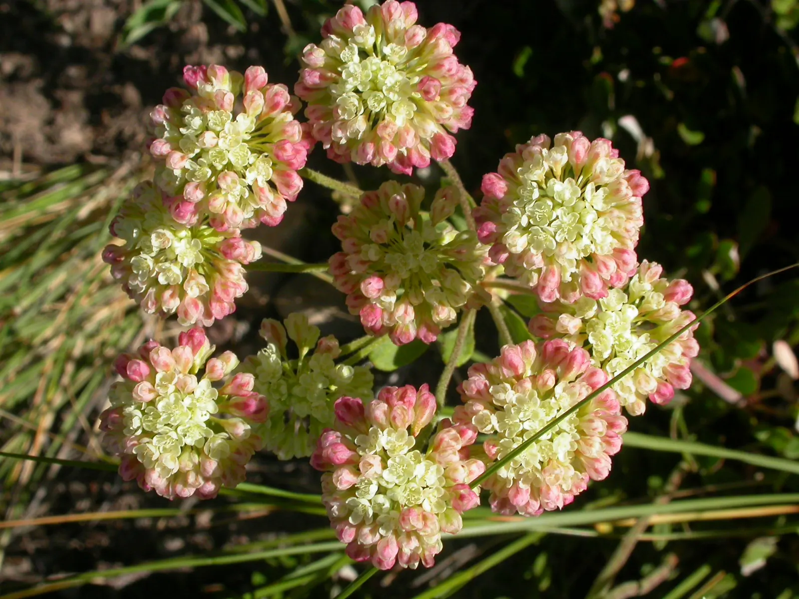 Sulfur Flower (Eriogonum Umbellatum) — tactile quality to garden settings but also helps the plant conserve moisture; minimal supplemental watering, image 114