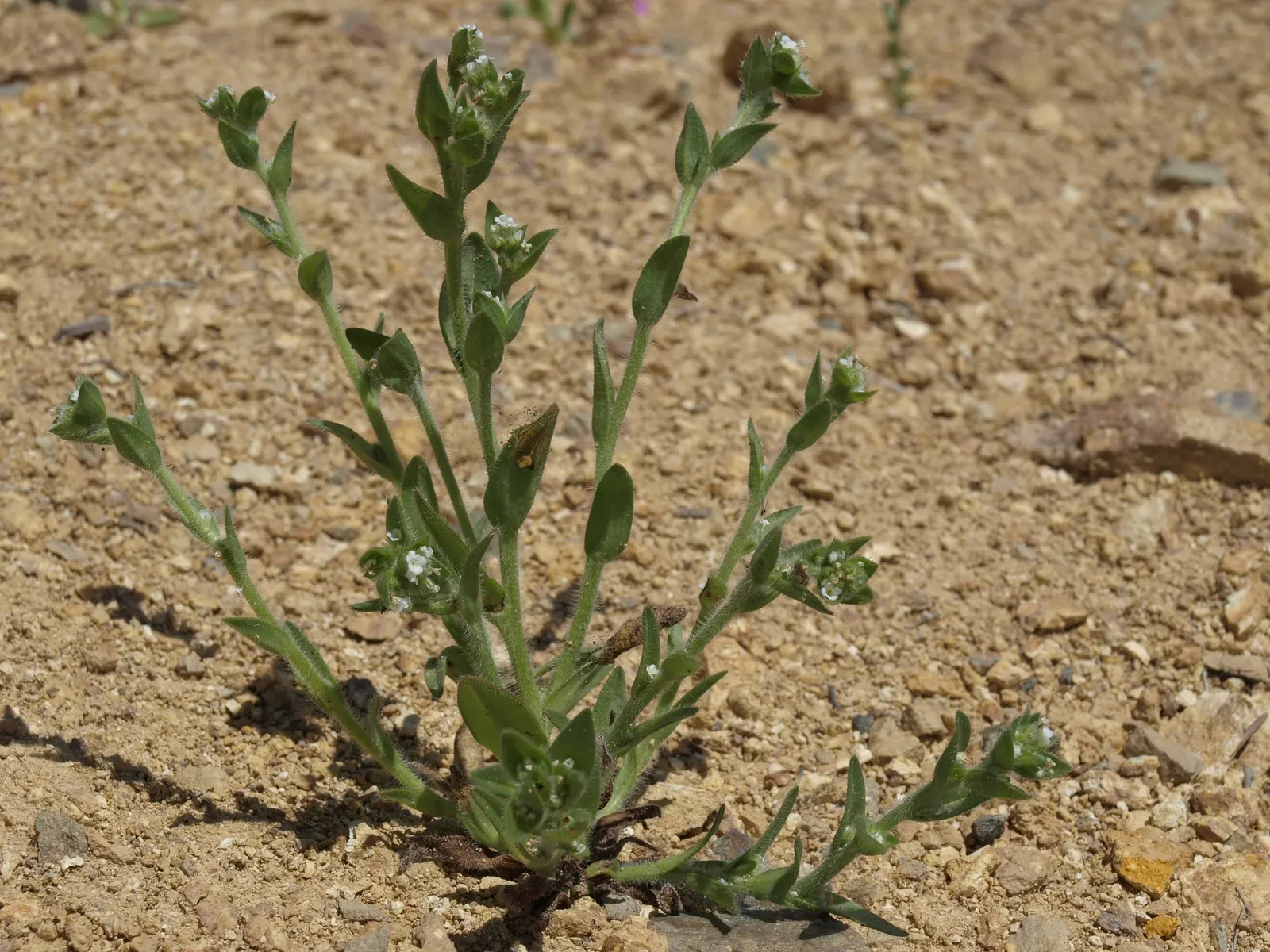 Sulfur Flower (Eriogonum Umbellatum) — It's excellent for rock gardens and borders, offering vibrant foliage that shifts to red-orange in autumn, image 56