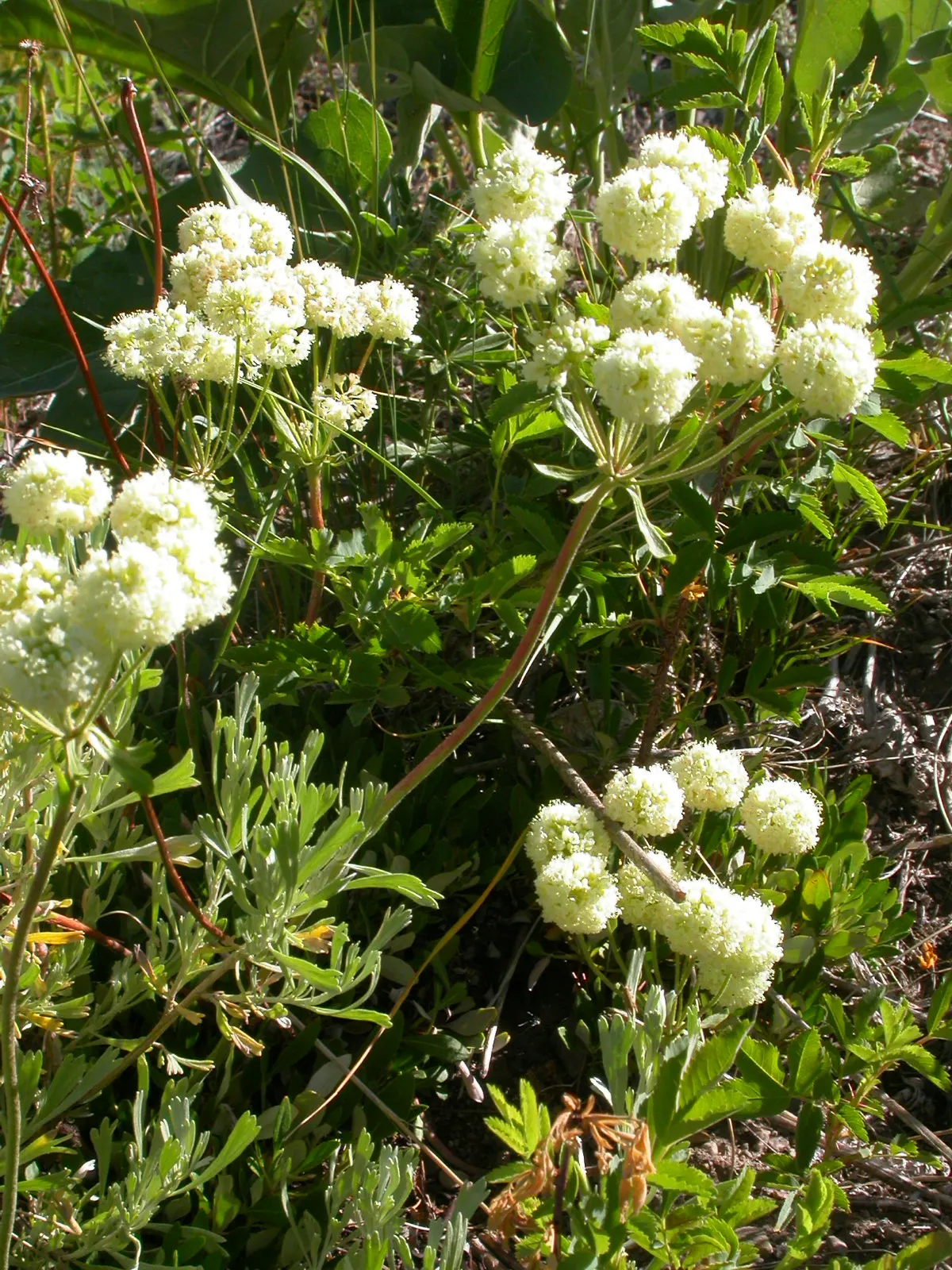 Sulfur Flower (Eriogonum Umbellatum) — commonly called Sulfur Flower; this sun-loving native favors well-drained soils