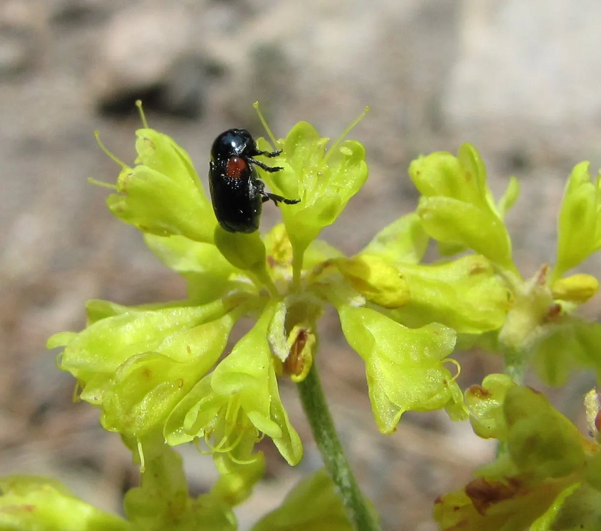 Sulfur Flower (Eriogonum Umbellatum) — enhancing its drought tolerance.<br><br>From late spring through summer; drought-tolerant perennial that thrives in USDA