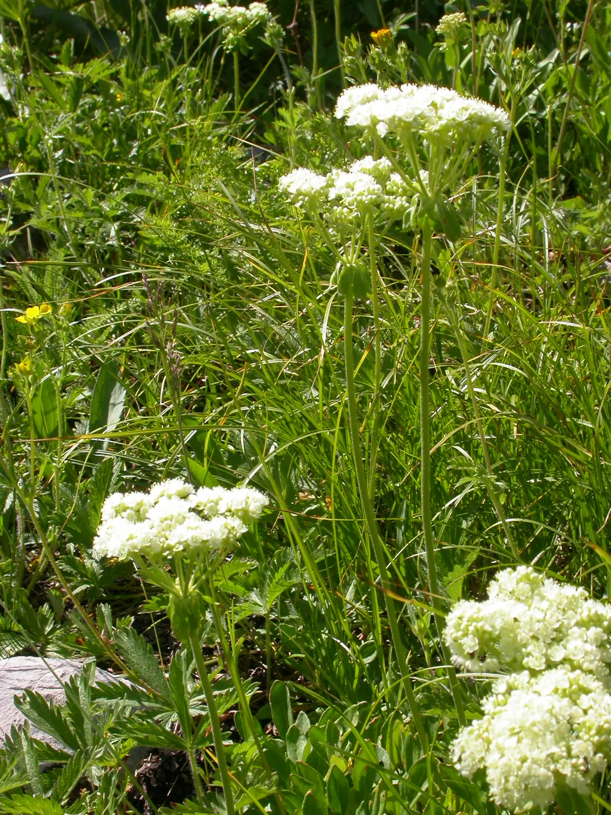 Sulfur Flower (Eriogonum Umbellatum) — This indigenous North American plant thrives in USDA Hardiness Zones 3 through 8; umbel-like clusters at the, image 60