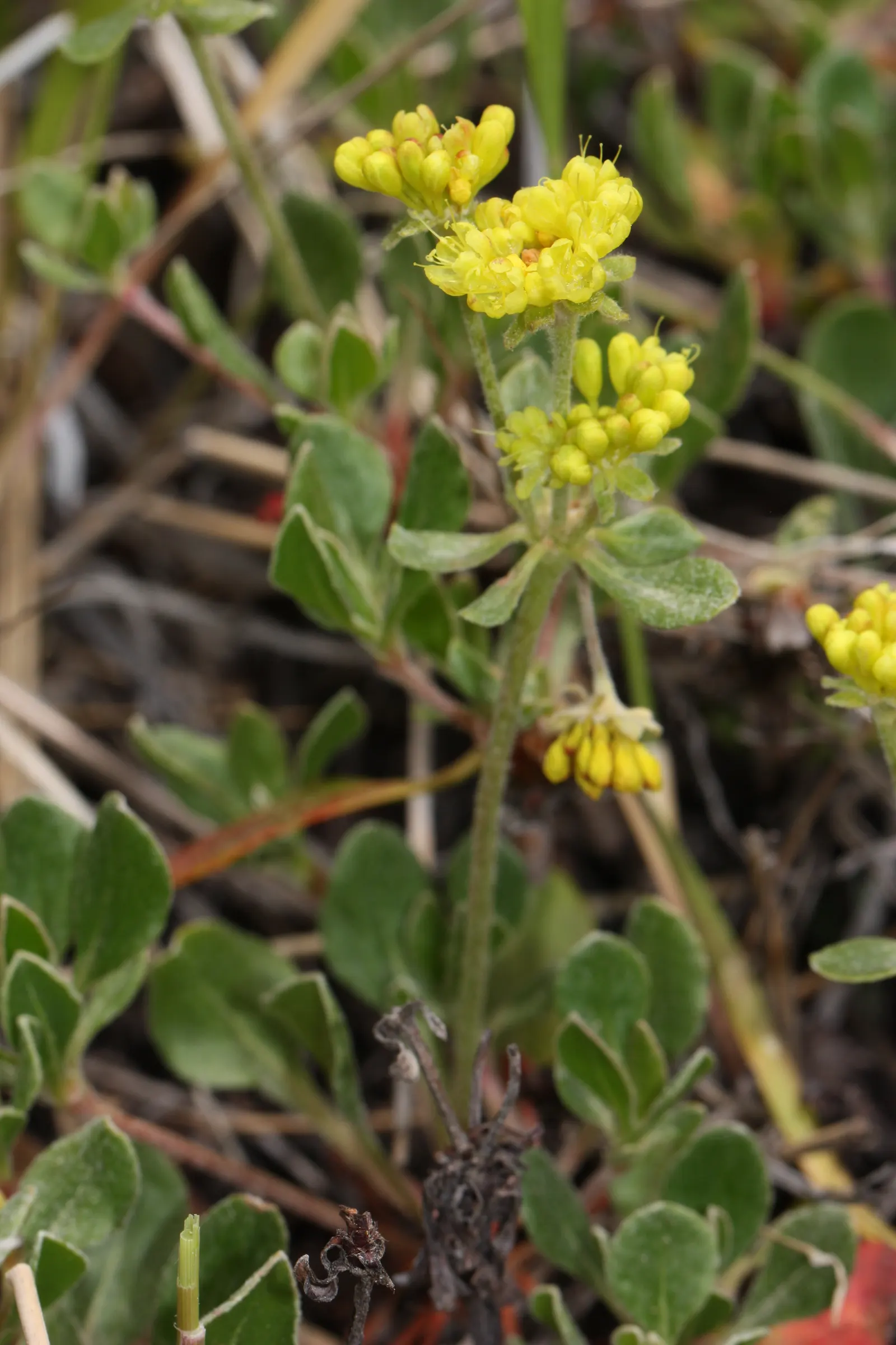 Sulfur Flower (Eriogonum Umbellatum) — including bees and butterflies; yellow flowers in the garden, image 68