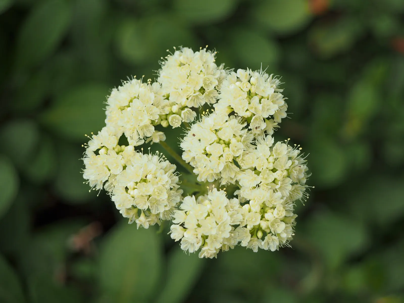Sulfur Flower (Eriogonum Umbellatum) — drought-tolerant perennial that thrives in USDA zones 4-8; making it ideal for ground cover or border applications
