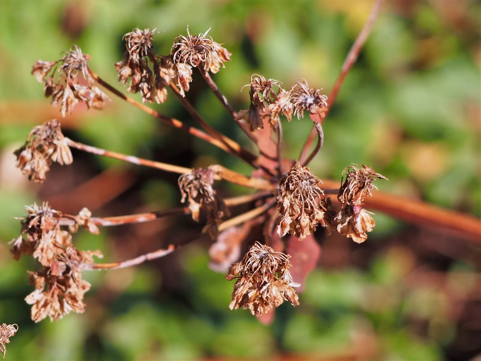 Sulfur Flower (Eriogonum Umbellatum) — and low maintenance needs; this indigenous North American plant thrives in USDA Hardiness Zones 3 through 8, image 59