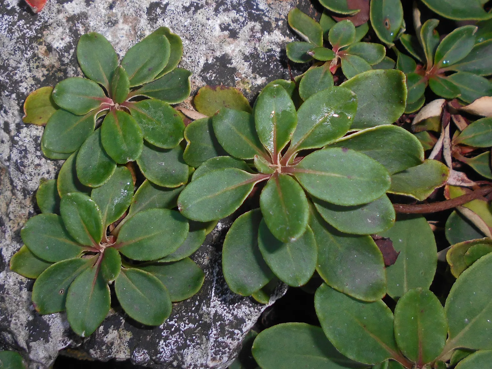 Sulfur Flower (Eriogonum Umbellatum) — and low maintenance needs