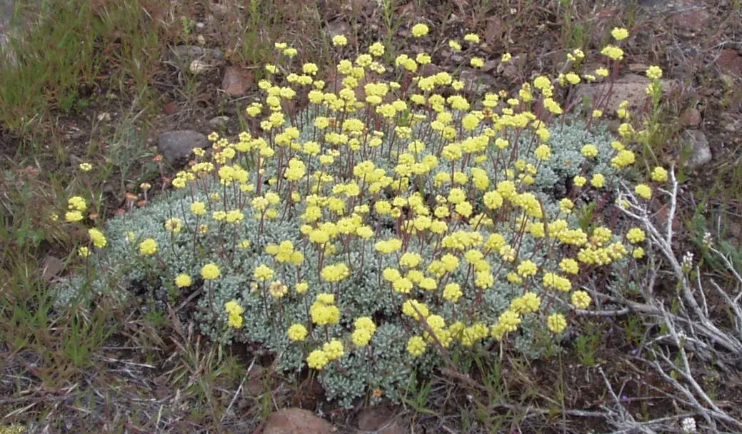 Sulfur Flower (Eriogonum Umbellatum) — is a perennial subshrub that is highly esteemed in landscape design for its resilience; it sports clusters, image 108