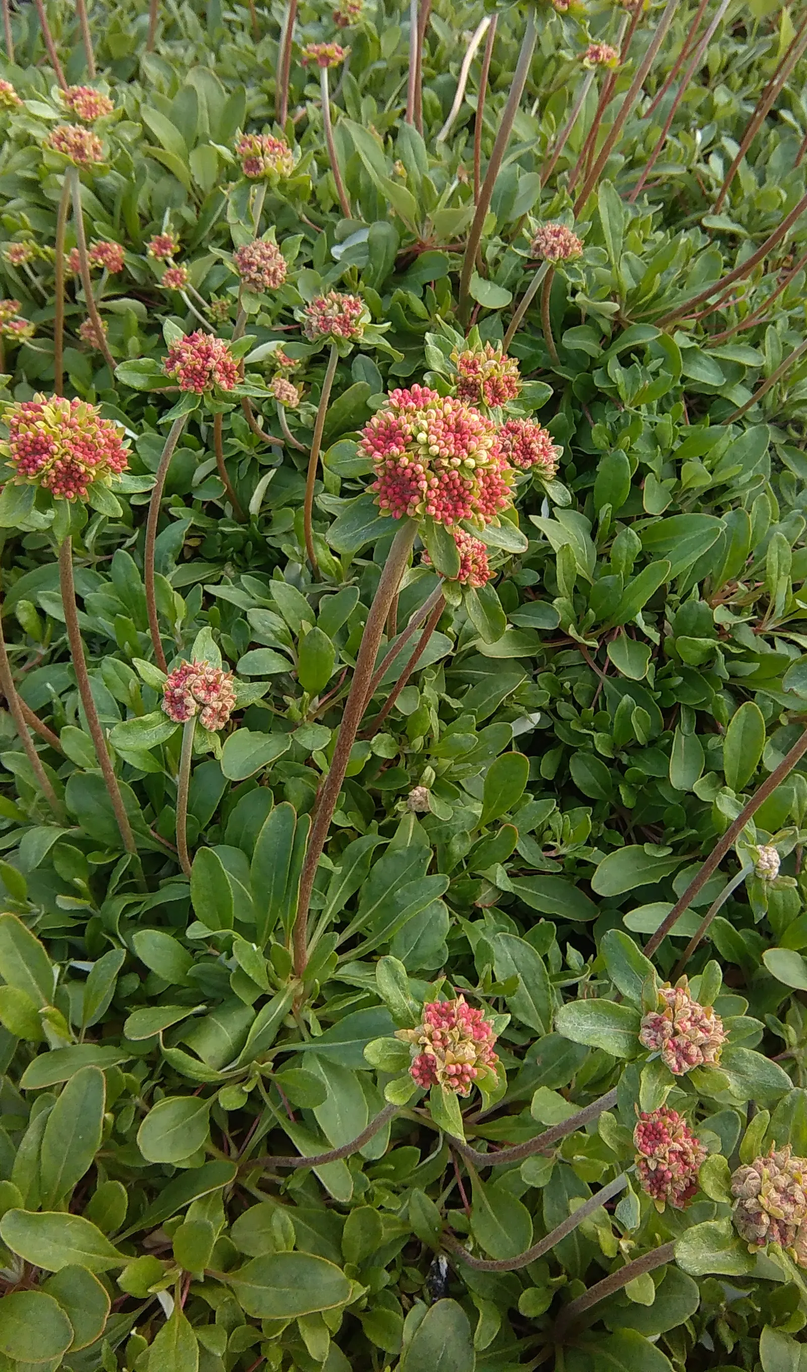 Sulfur Flower (Eriogonum Umbellatum) — Minimal supplemental watering is required once established, and it can prosper with little to no fertilizer, image 120
