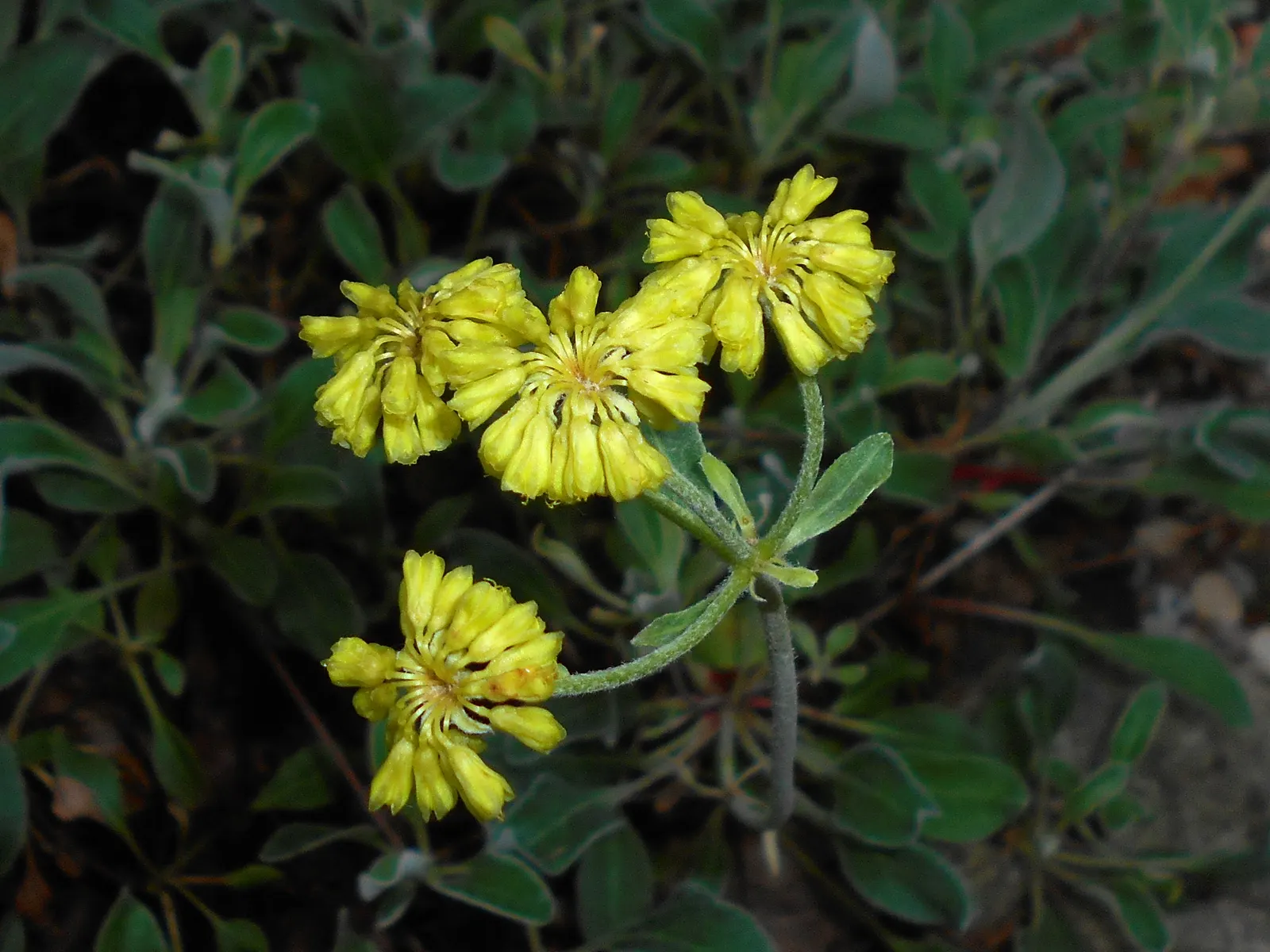 Sulfur Flower (Eriogonum Umbellatum) — commonly called Sulfur Flower; this sun-loving native favors well-drained soils, image 51