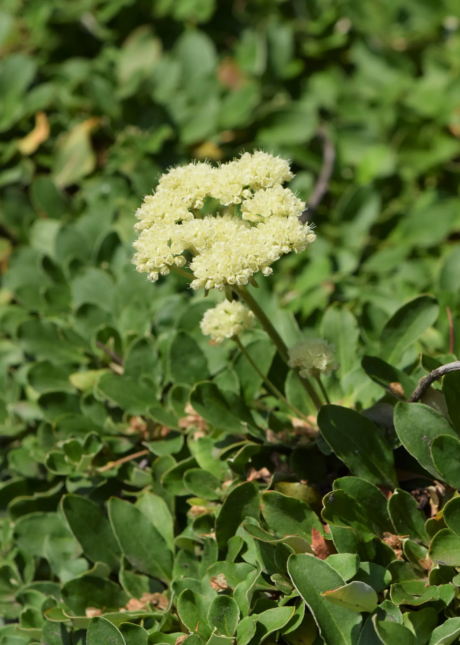 Sulfur Flower (Eriogonum Umbellatum) — It's excellent for rock gardens and borders, offering vibrant foliage that shifts to red-orange in autumn, image 81