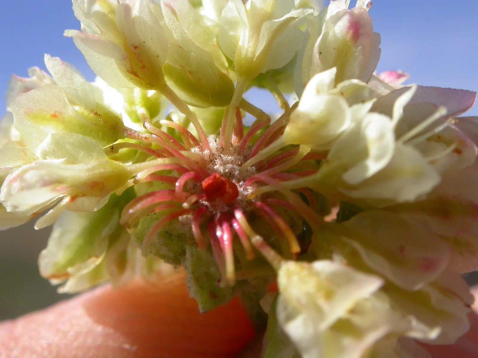 Sulfur Flower (Eriogonum Umbellatum) — blooming from late spring to early fall; commonly known as Sulfur Flower, image 105