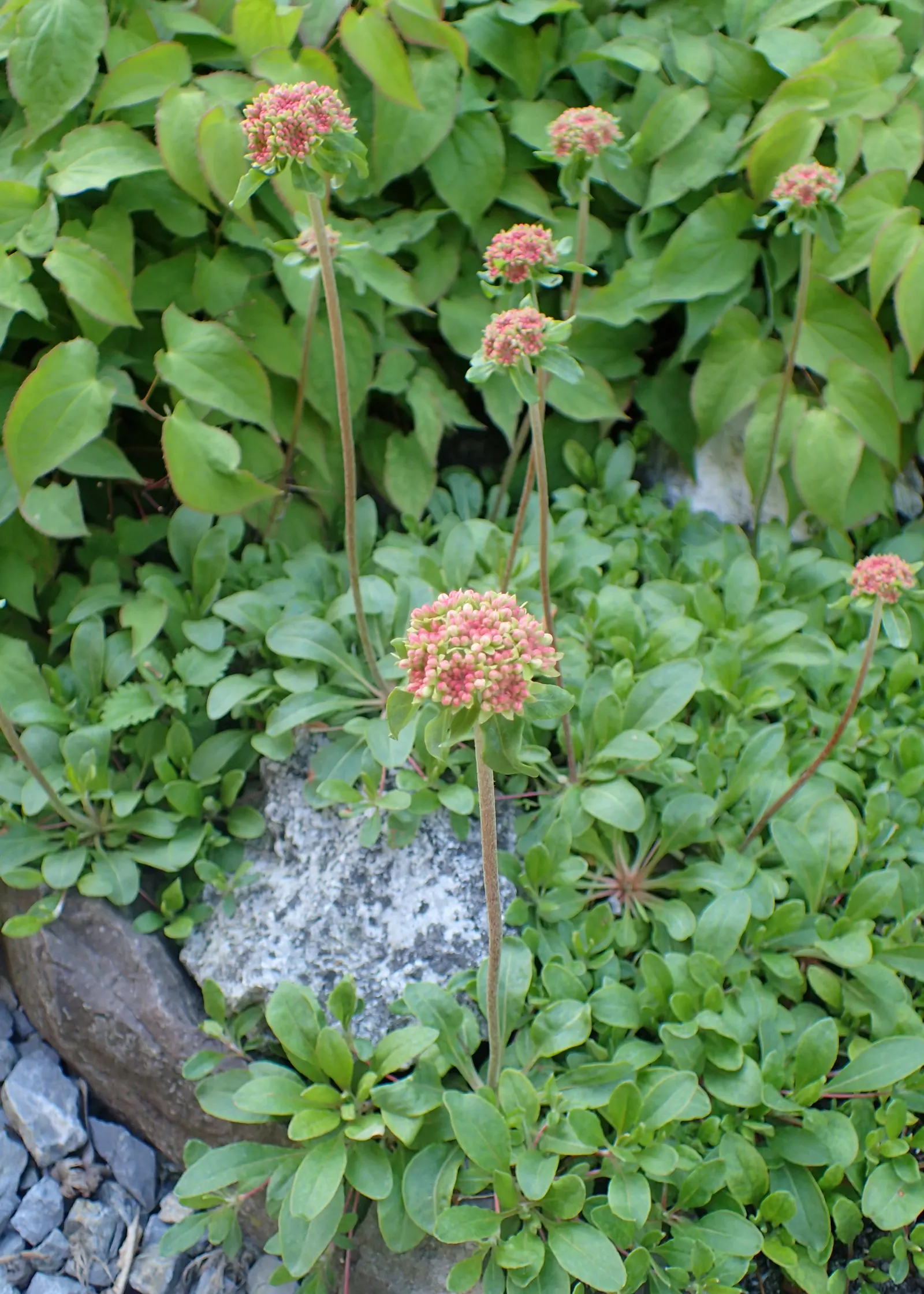 Sulfur Flower (Eriogonum Umbellatum) — naturalistic design element in their outdoor spaces; commonly called Sulfur Flower, image 97