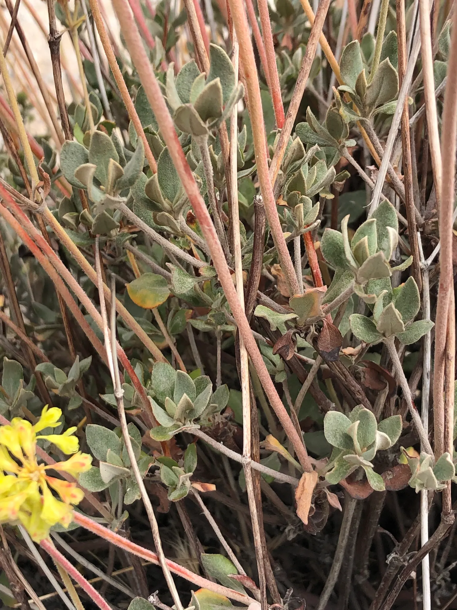Sulfur Flower (Eriogonum Umbellatum) — commonly known as Sulfur Flower; this makes Eriogonum umbellatum a sustainable choice for those seeking a, image 82