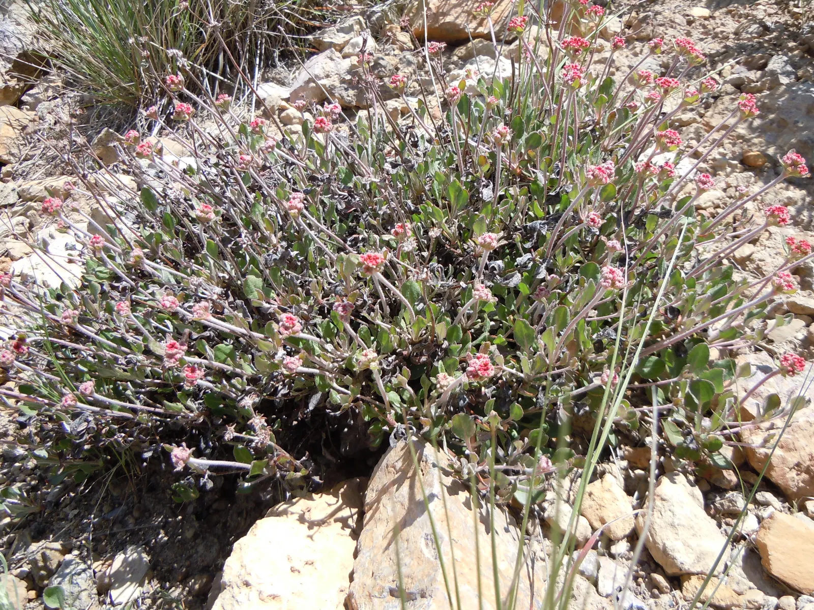 Sulfur Flower (Eriogonum Umbellatum) — ranging from sandy loams to rocky substrates; blooming from late spring to early fall, image 69