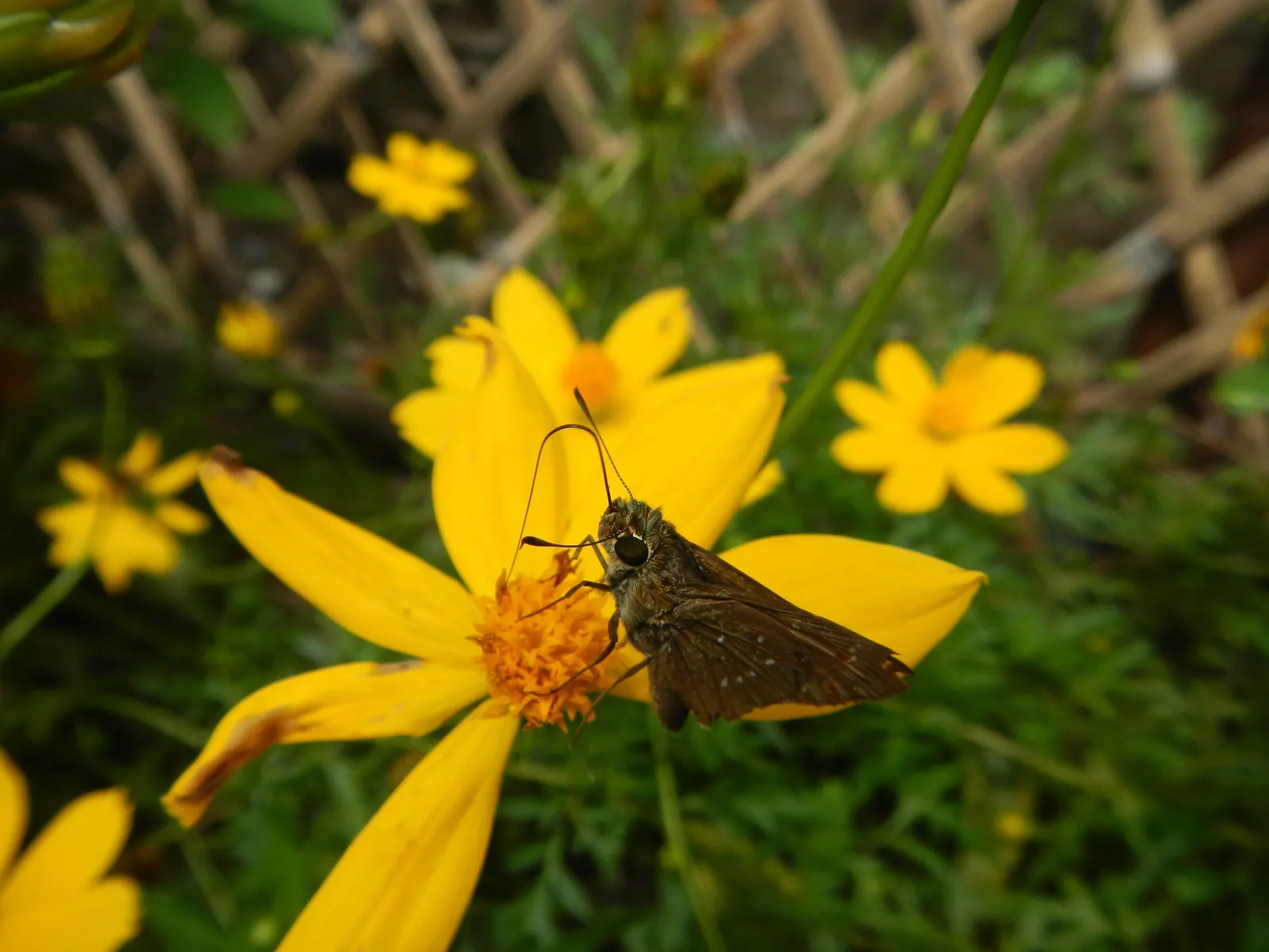 Sulfur Flower (Eriogonum Umbellatum) — making it ideal for ground cover or border applications; perennial with yellow blooms, image 111