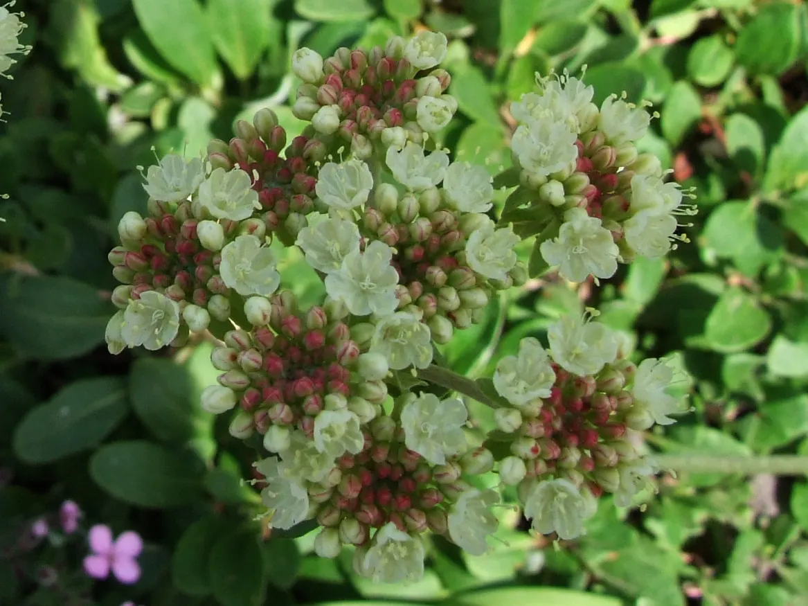 Sulfur Flower (Eriogonum Umbellatum) — naturalistic design element in their outdoor spaces