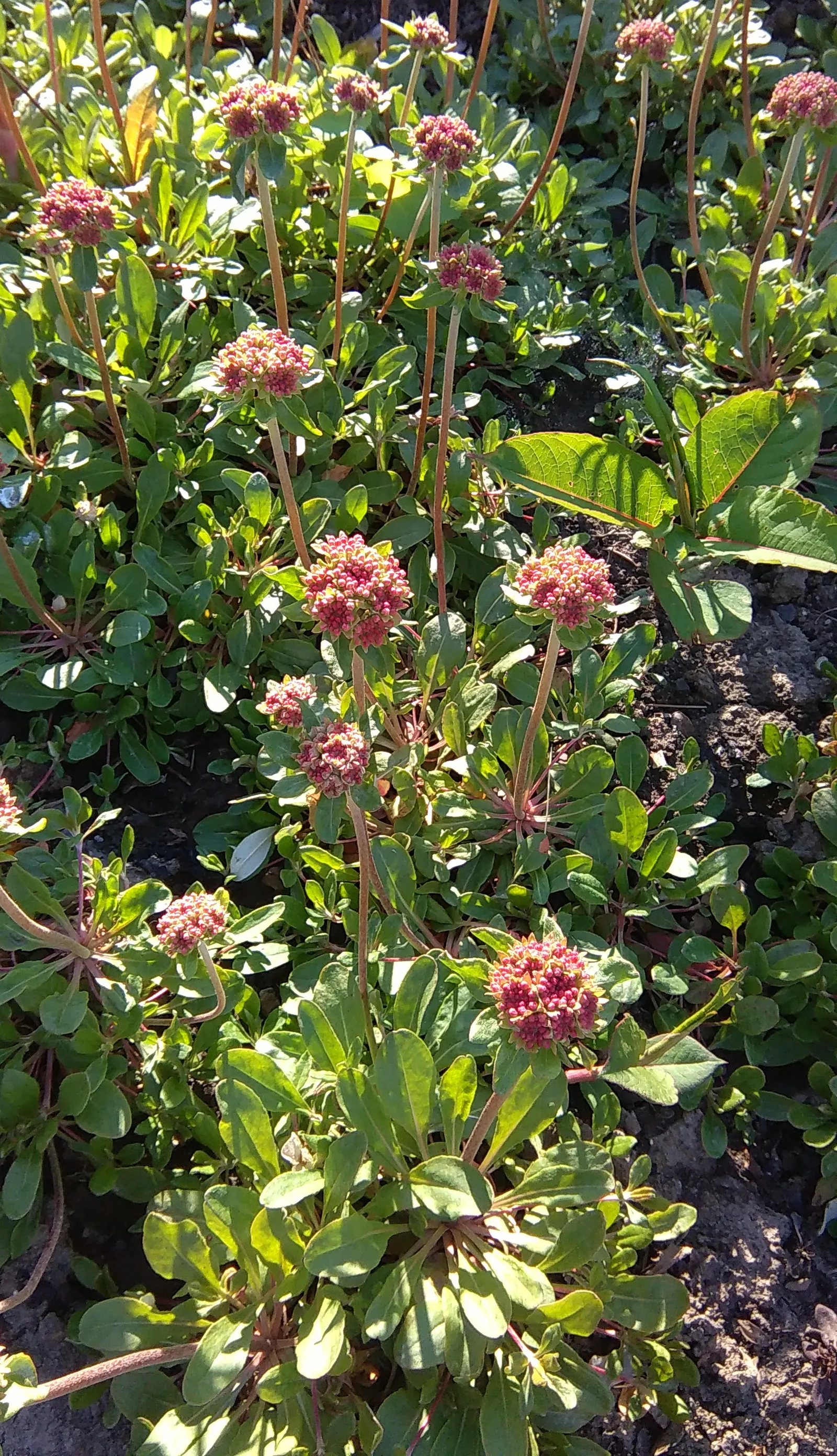 Sulfur Flower (Eriogonum Umbellatum) — tactile quality to garden settings but also helps the plant conserve moisture