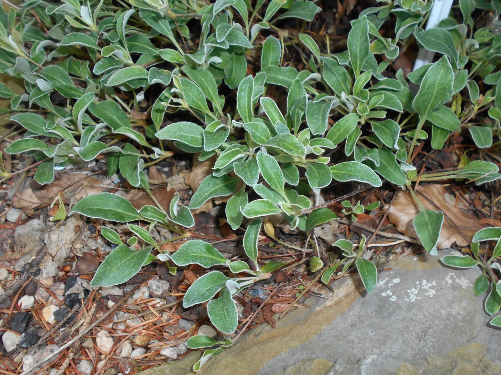Sulfur Flower (Eriogonum Umbellatum) — Minimal supplemental watering is required once established, and it can prosper with little to no fertilizer; its foliage