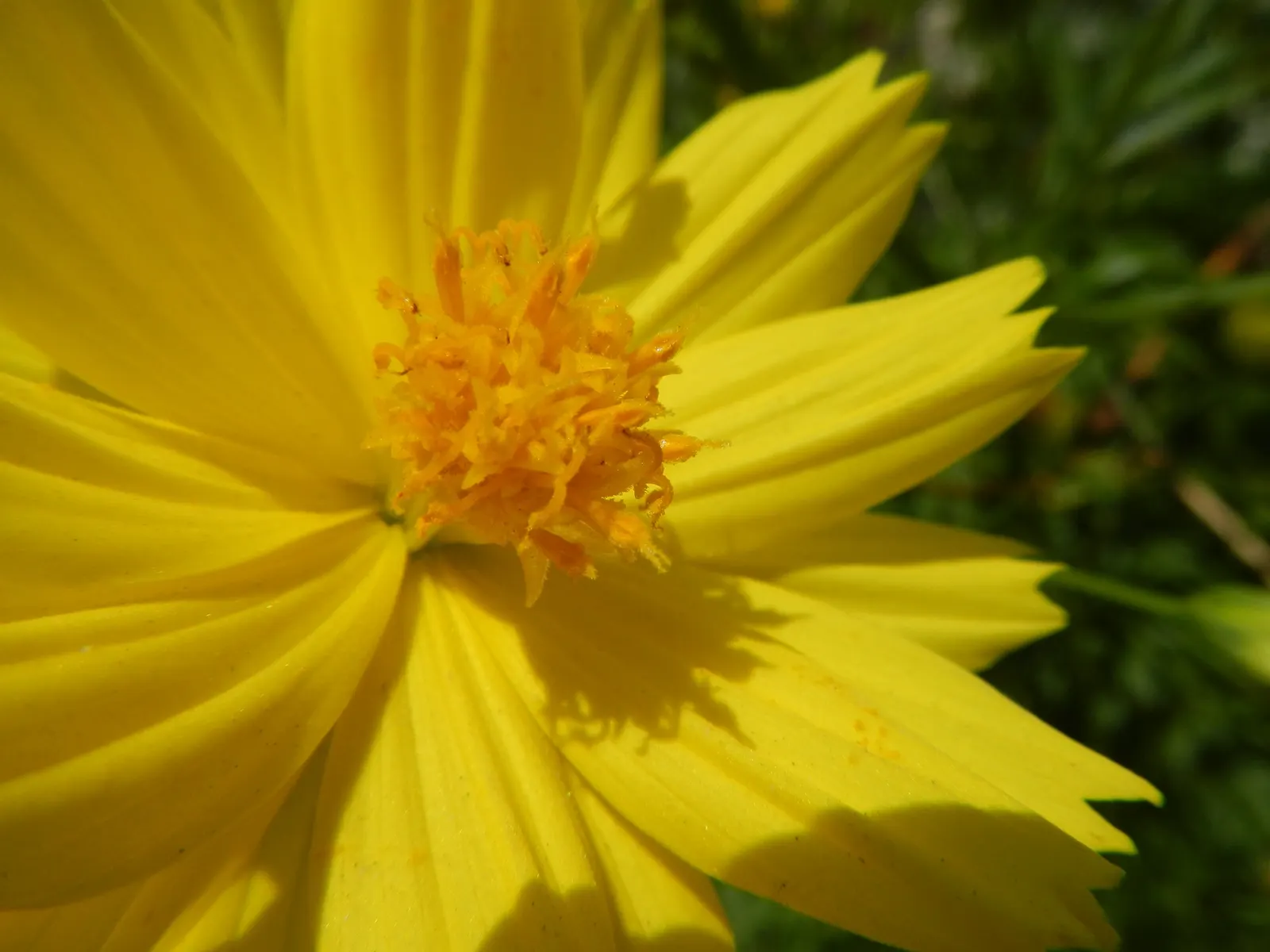 Sulfur Flower (Eriogonum Umbellatum) — enhancing its drought tolerance.<br><br>From late spring through summer