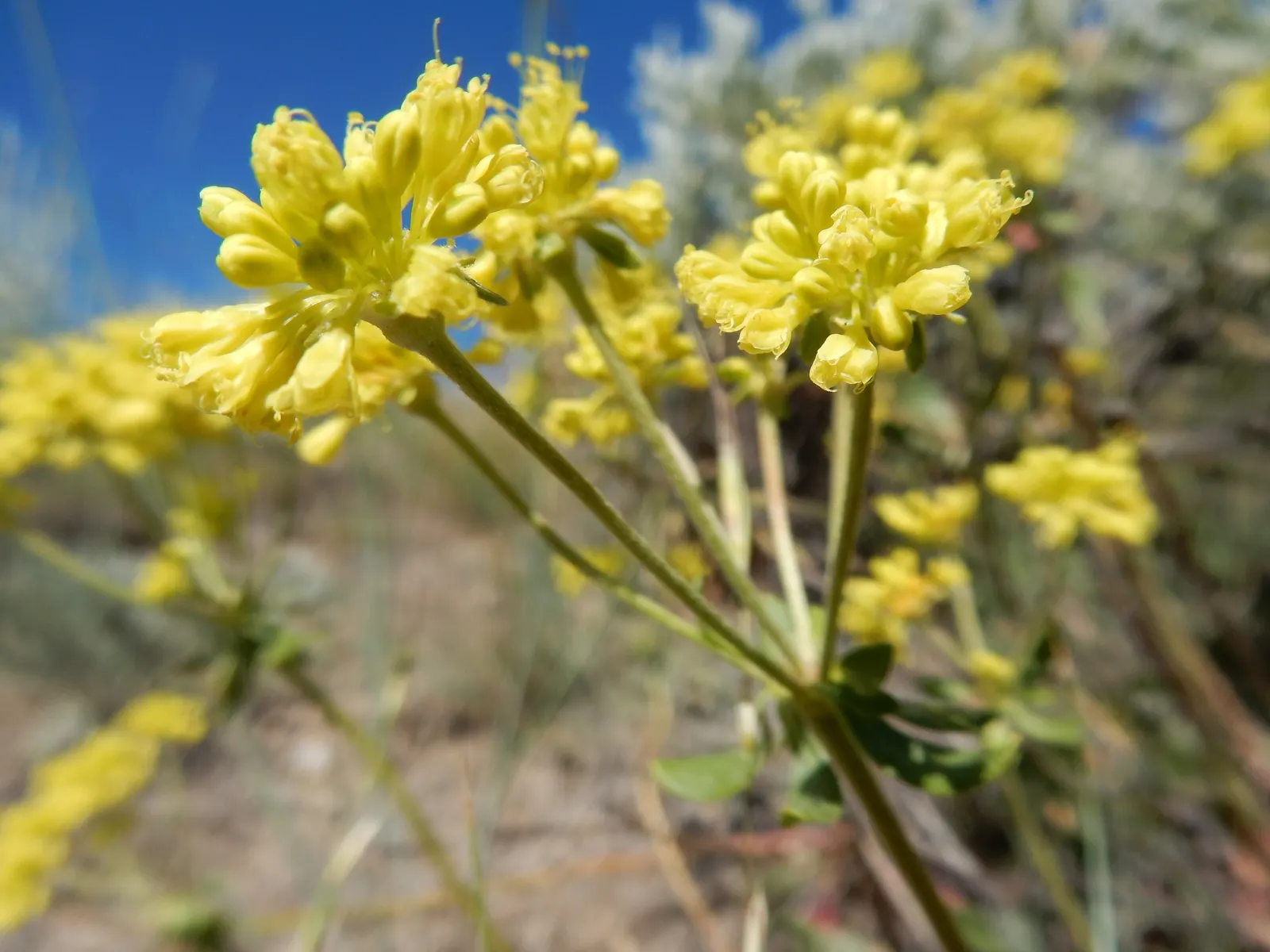 Sulfur Flower (Eriogonum Umbellatum) — It sports clusters of bright yellow flowers atop 12-inch tall stems, with a 15-inch spread; including bees, image 78