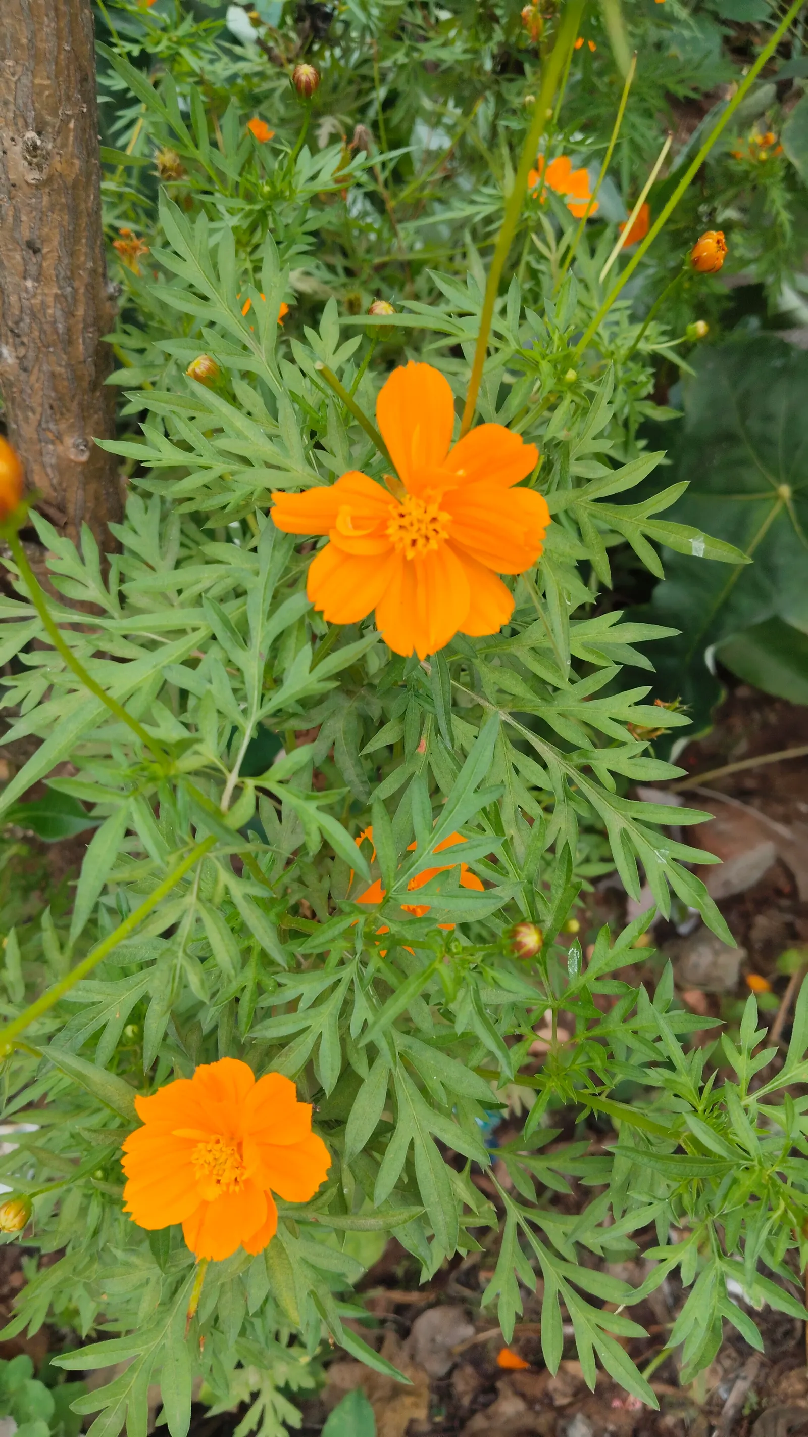 Sulfur Flower (Eriogonum Umbellatum) — making it ideal for ground cover or border applications; perennial with yellow blooms, image 86