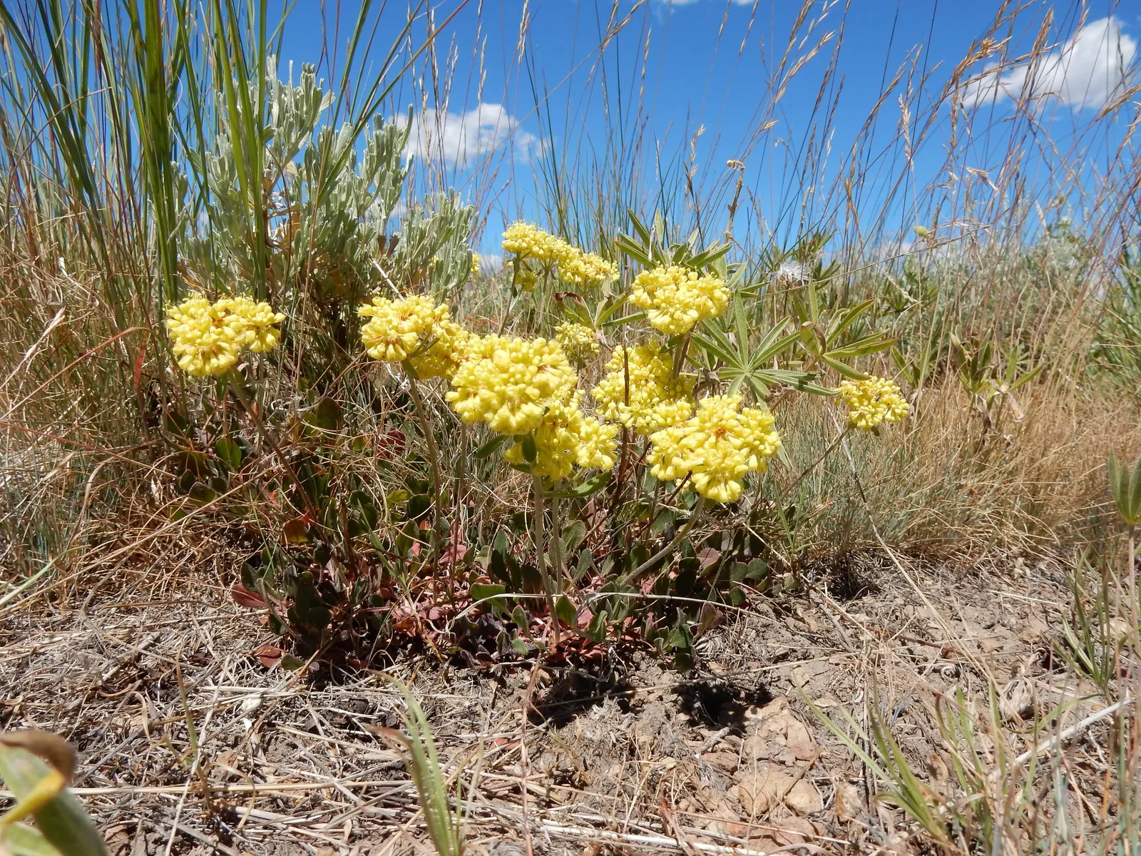 Sulfur Flower (Eriogonum Umbellatum) — This sun-loving native favors well-drained soils