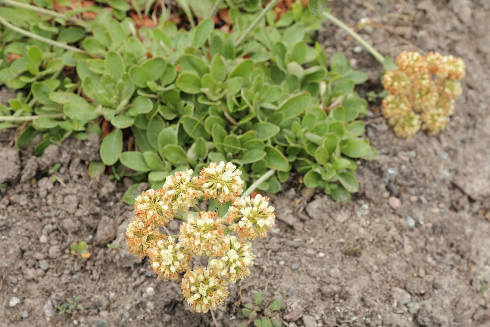 Sulfur Flower (Eriogonum Umbellatum) — yellow flowers in the garden; is a perennial subshrub that is highly esteemed in landscape design for its, image 123