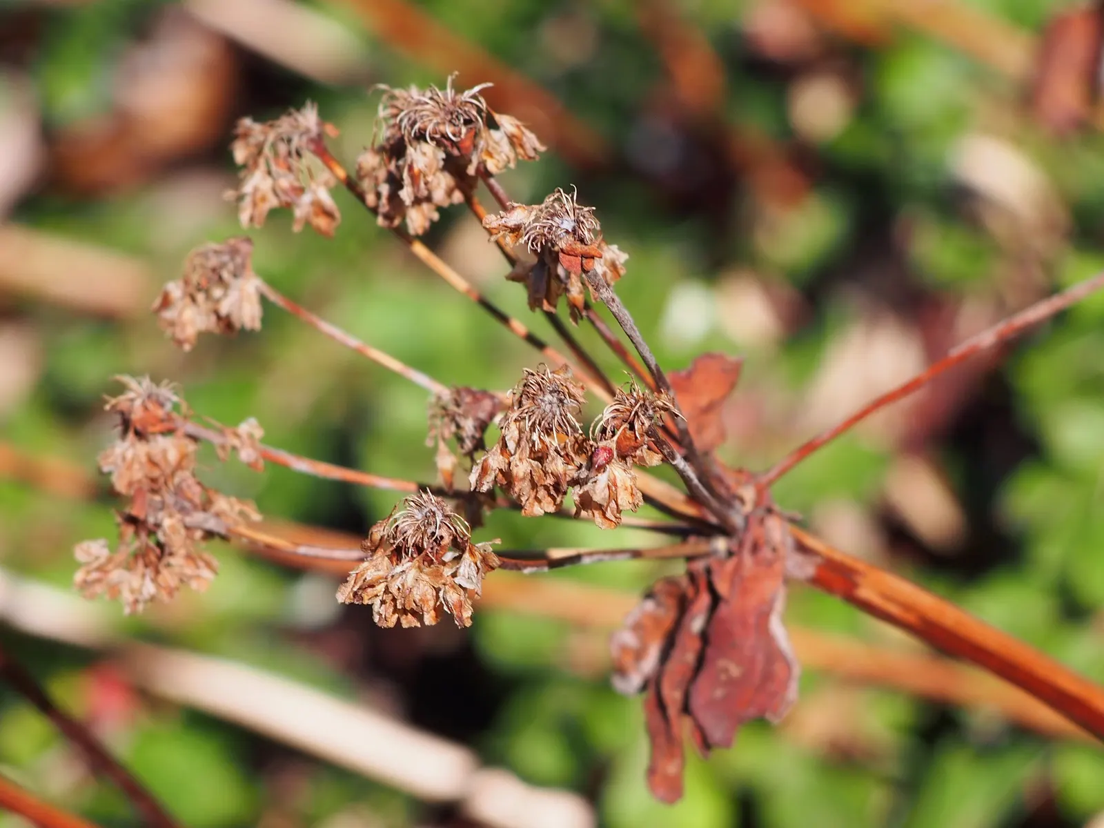 Sulfur Flower (Eriogonum Umbellatum) — enhancing its drought tolerance.<br><br>From late spring through summer; drought-tolerant perennial that, image 65