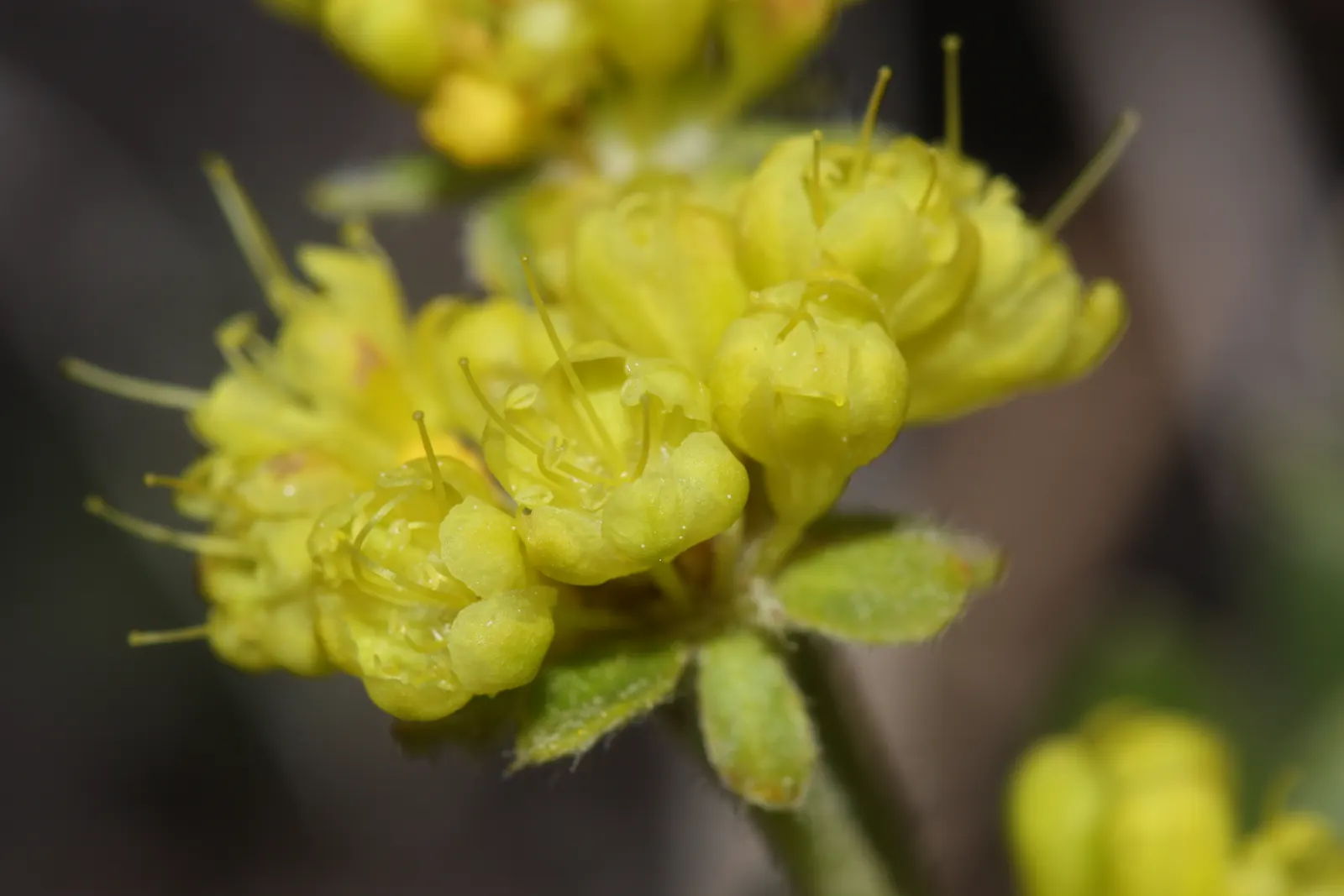 Sulfur Flower (Eriogonum Umbellatum) — This sun-loving native favors well-drained soils; perennial for full or half, image 54
