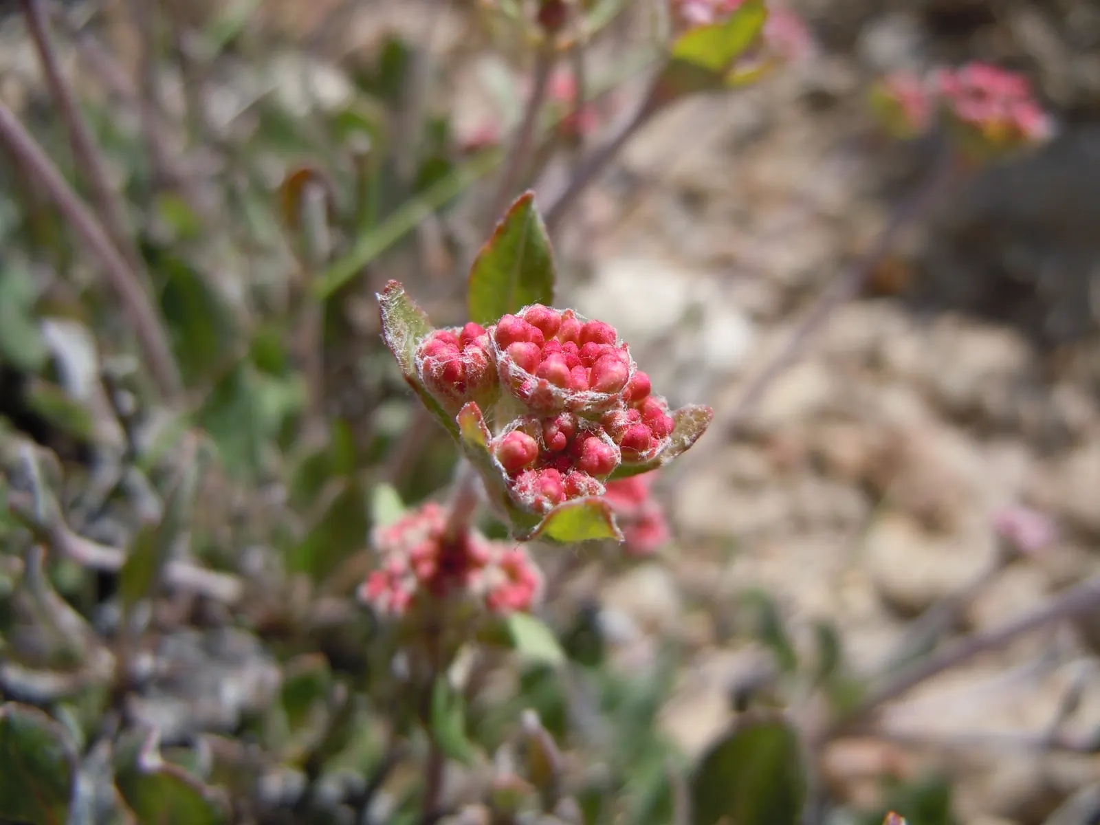 Sulfur Flower (Eriogonum Umbellatum) — vivid yellow flowers arranged in dense; and low maintenance needs, image 91
