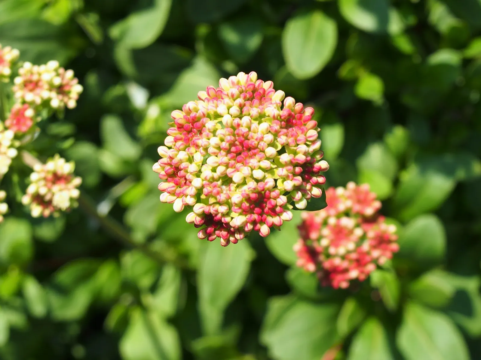 Sulfur Flower (Eriogonum Umbellatum) — and low maintenance needs; this indigenous North American plant thrives in USDA Hardiness Zones 3 through 8