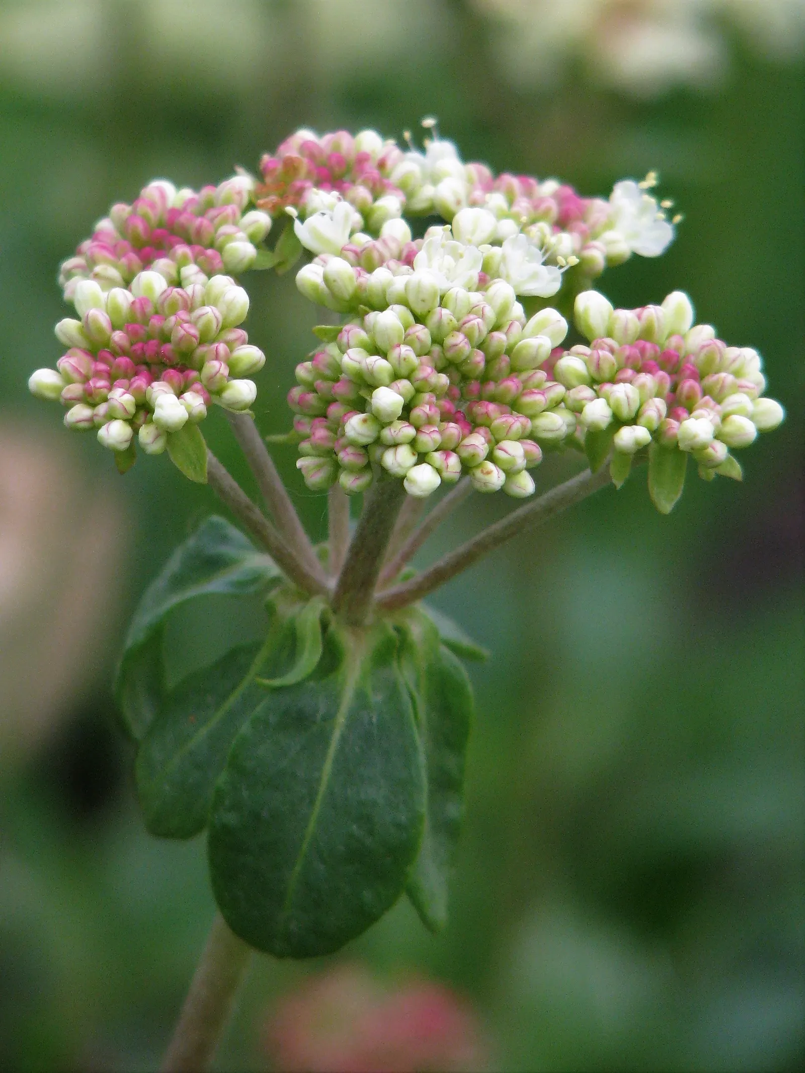 Sulfur Flower (Eriogonum Umbellatum) — enhancing its drought tolerance.<br><br>From late spring through summer; drought-tolerant perennial that, image 115