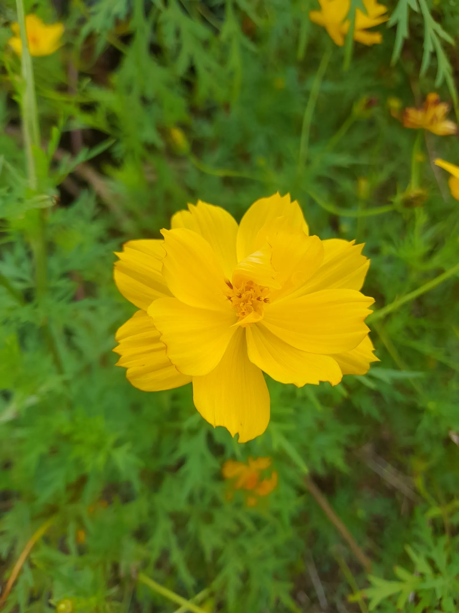 Sulfur Flower (Eriogonum Umbellatum) — tactile quality to garden settings but also helps the plant conserve moisture; minimal supplemental watering, image 89