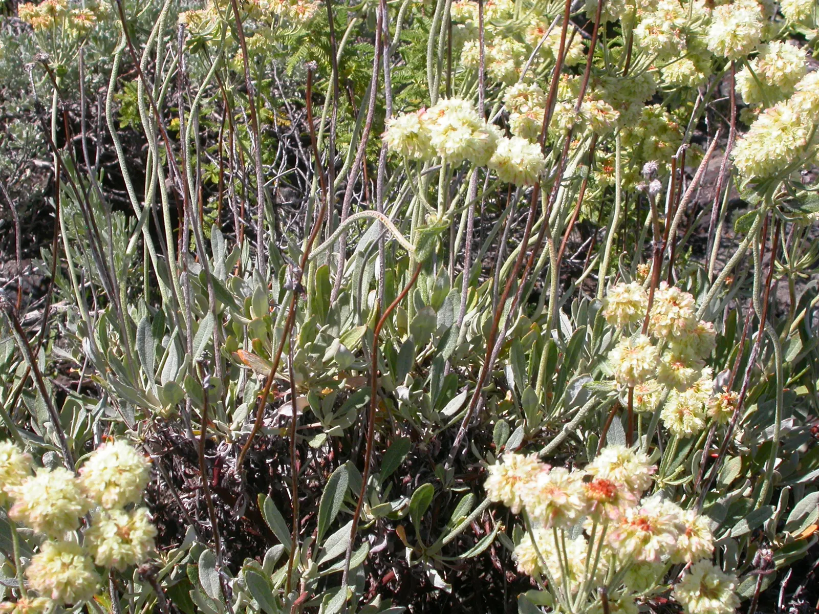 Sulfur Flower (Eriogonum Umbellatum) — It sports clusters of bright yellow flowers atop 12-inch tall stems, with a 15-inch spread; including bees, image 128