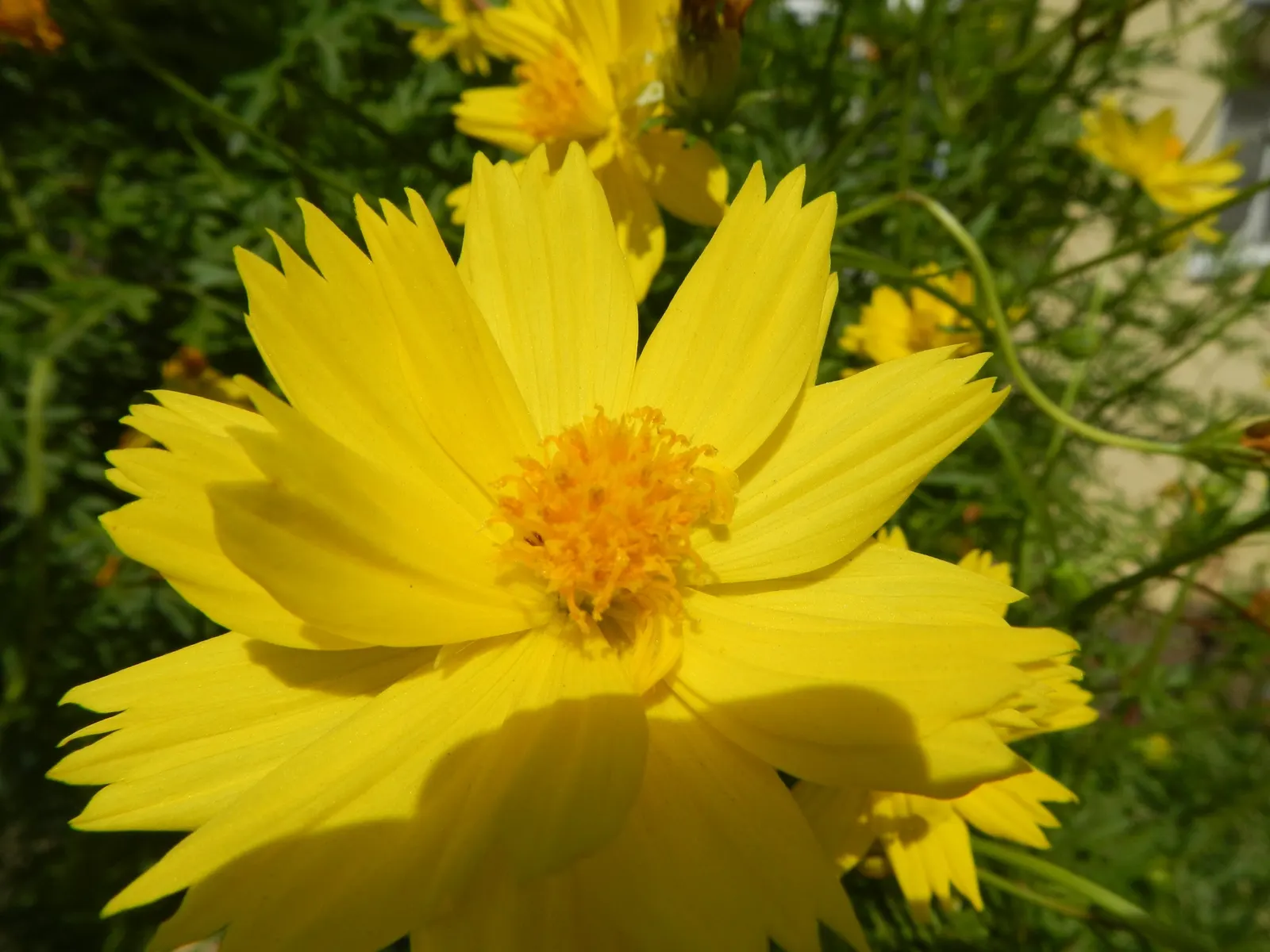 Sulfur Flower (Eriogonum Umbellatum) — including bees and butterflies