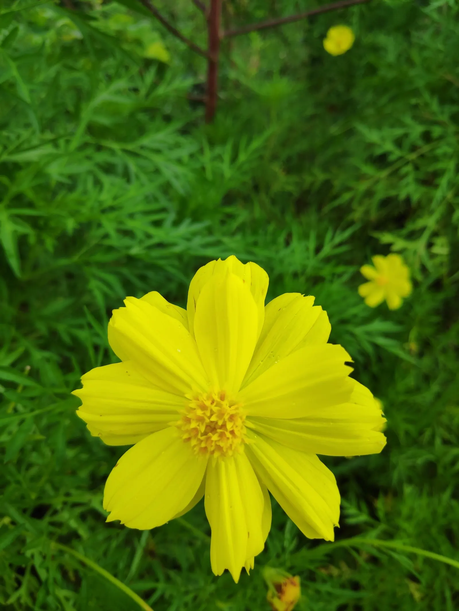 Sulfur Flower (Eriogonum Umbellatum) — umbel-like clusters at the tips of slender; vivid yellow flowers arranged in dense, image 117