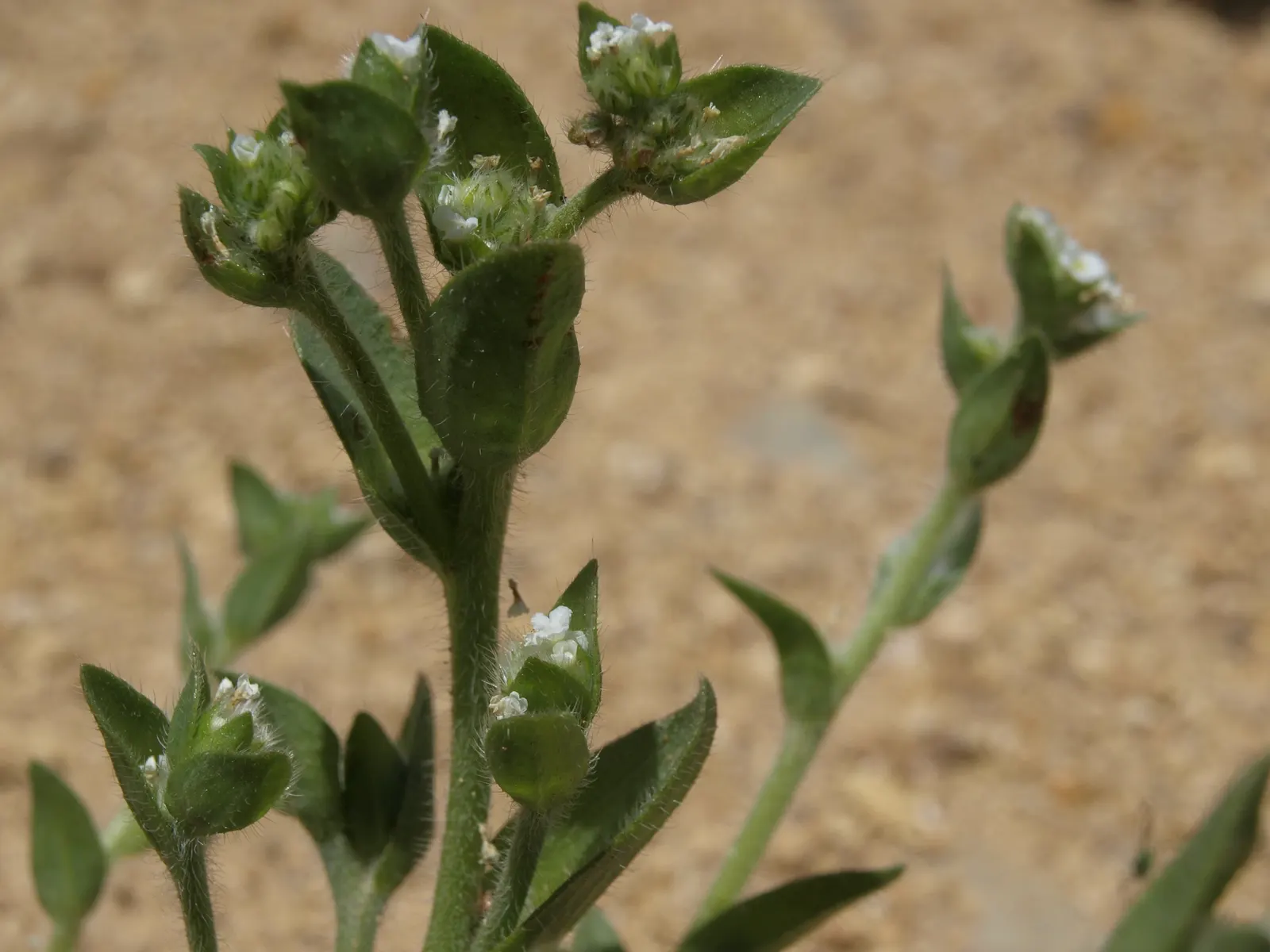 Sulfur Flower (Eriogonum Umbellatum) — It sports clusters of bright yellow flowers atop 12-inch tall stems, with a 15-inch spread
