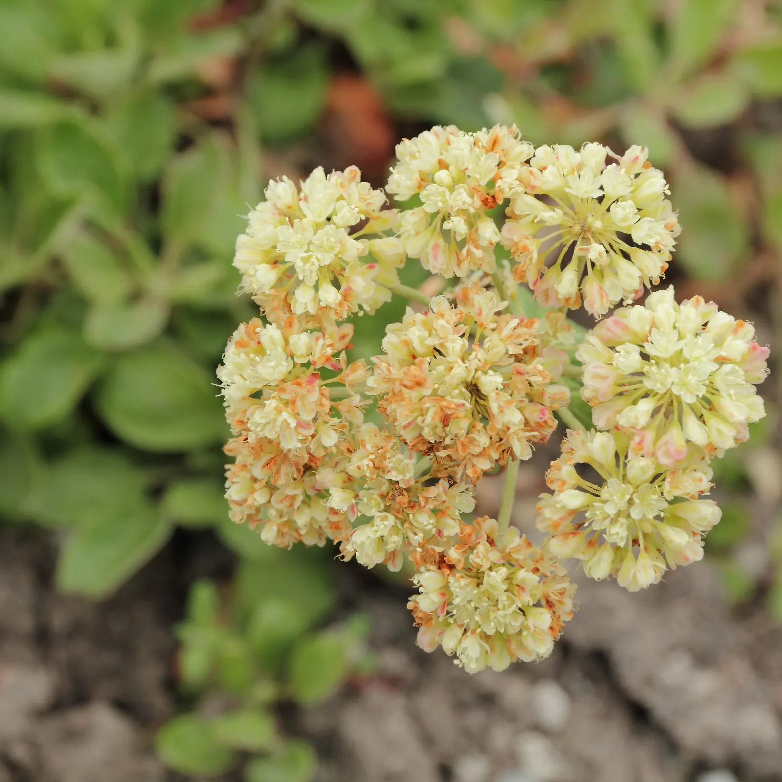 Sulfur Flower (Eriogonum Umbellatum) — blooming from late spring to early fall; commonly known as Sulfur Flower, image 55