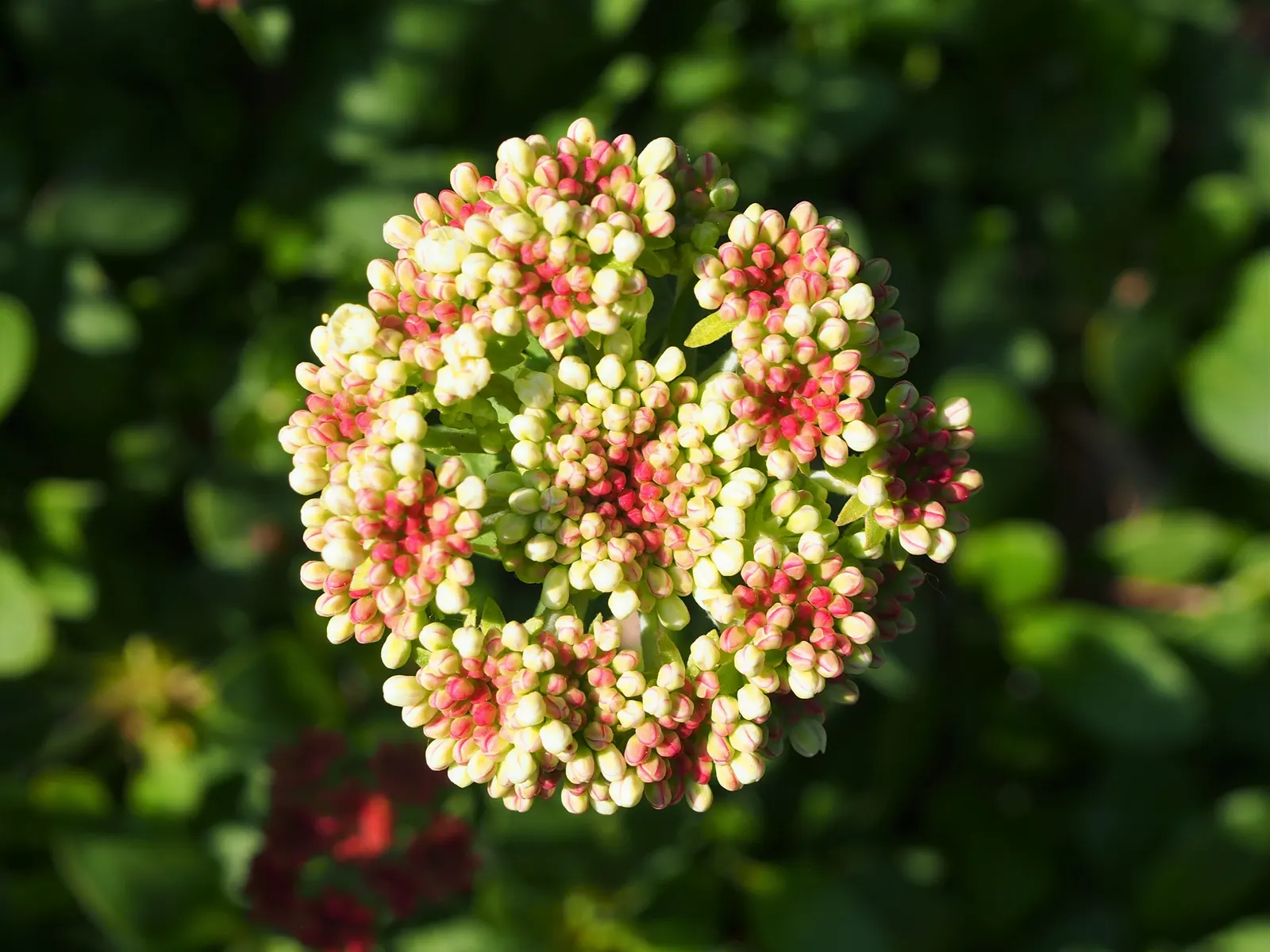 Sulfur Flower (Eriogonum Umbellatum) — umbel-like clusters at the tips of slender