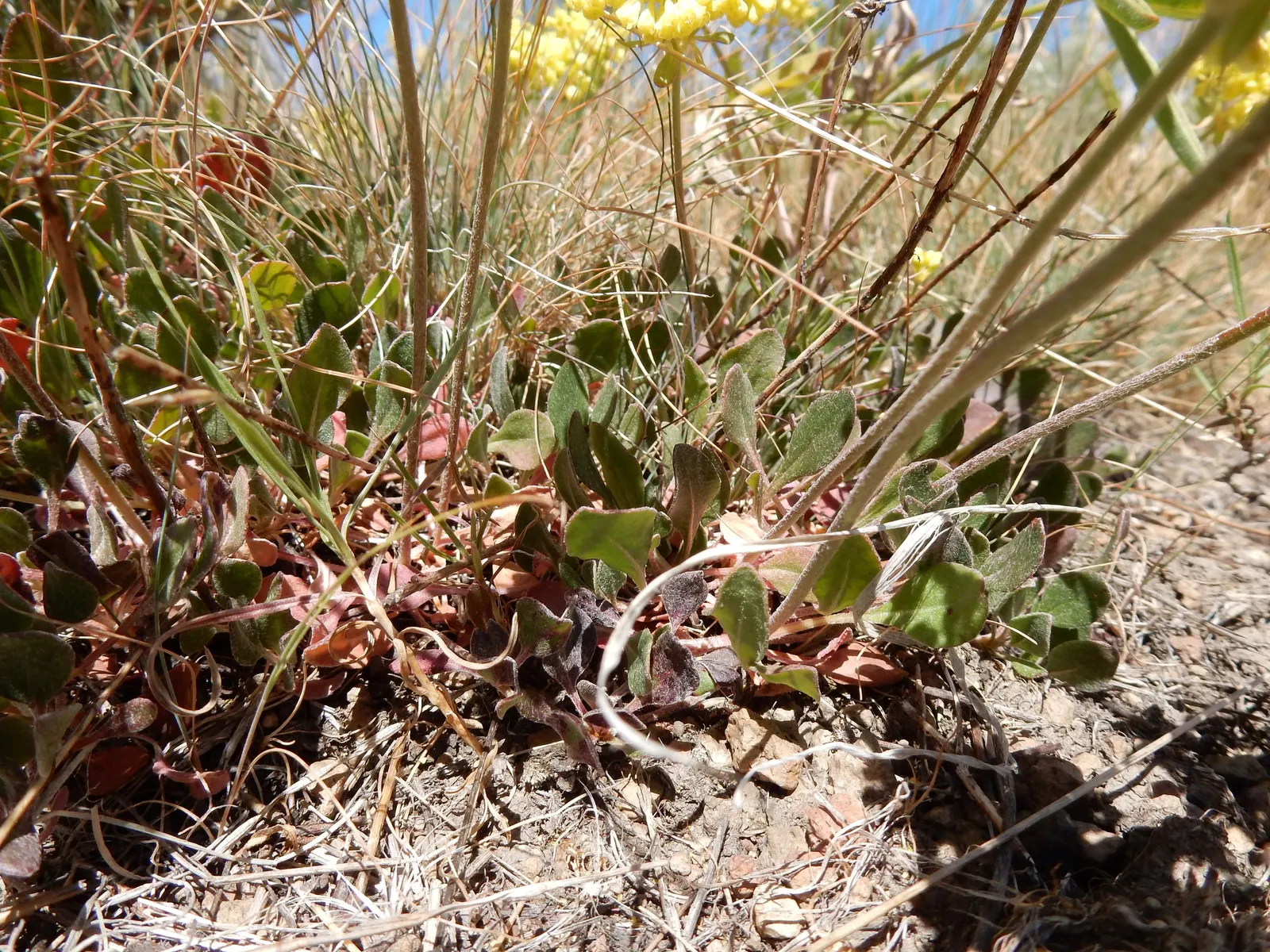 Sulfur Flower (Eriogonum Umbellatum) — commonly known as Sulfur Flower; this makes Eriogonum umbellatum a sustainable choice for those seeking a, image 57
