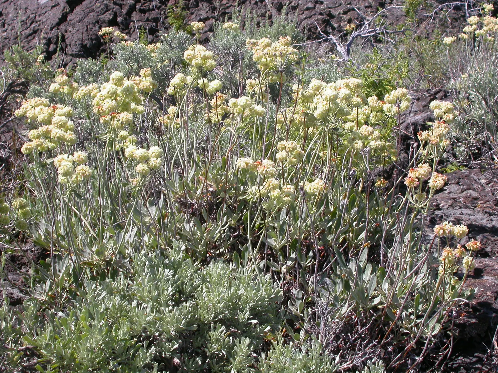 Sulfur Flower (Eriogonum Umbellatum) — umbel-like clusters at the tips of slender; vivid yellow flowers arranged in dense