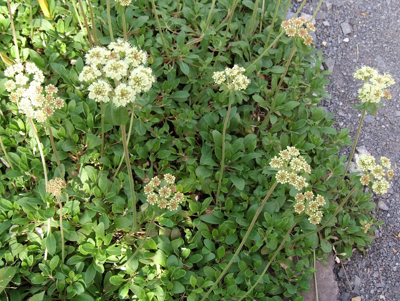 Sulfur Flower (Eriogonum Umbellatum) — is a perennial subshrub that is highly esteemed in landscape design for its resilience; it sports clusters of bright