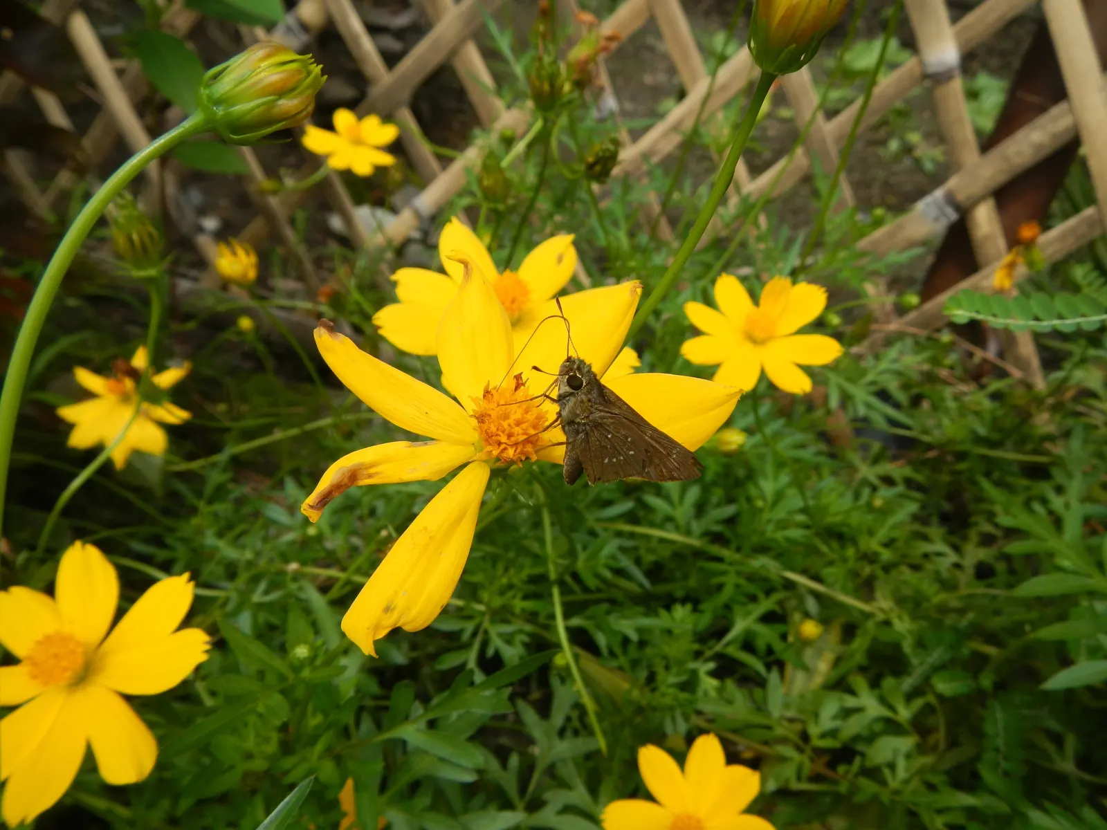 Sulfur Flower (Eriogonum Umbellatum) — enhancing its drought tolerance.<br><br>From late spring through summer; drought-tolerant perennial that, image 90
