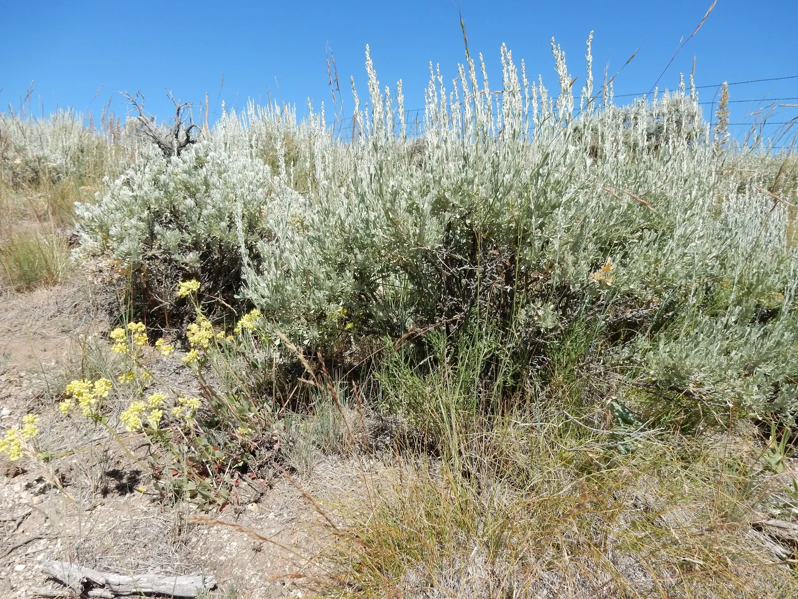 Sulfur Flower (Eriogonum Umbellatum) — Minimal supplemental watering is required once established, and it can prosper with little to no fertilizer, image 70