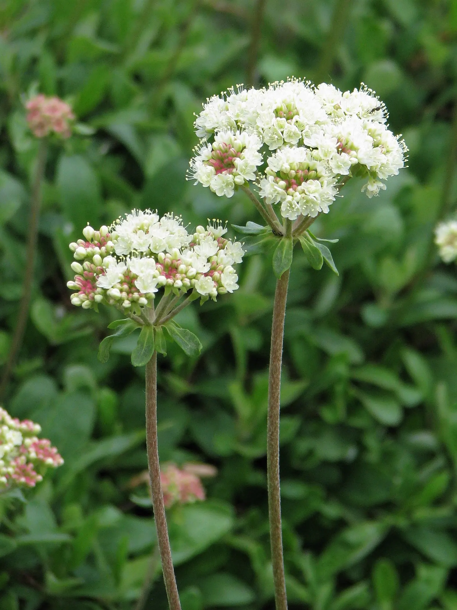 Sulfur Flower (Eriogonum Umbellatum) — blooming from late spring to early fall; commonly known as Sulfur Flower, image 130