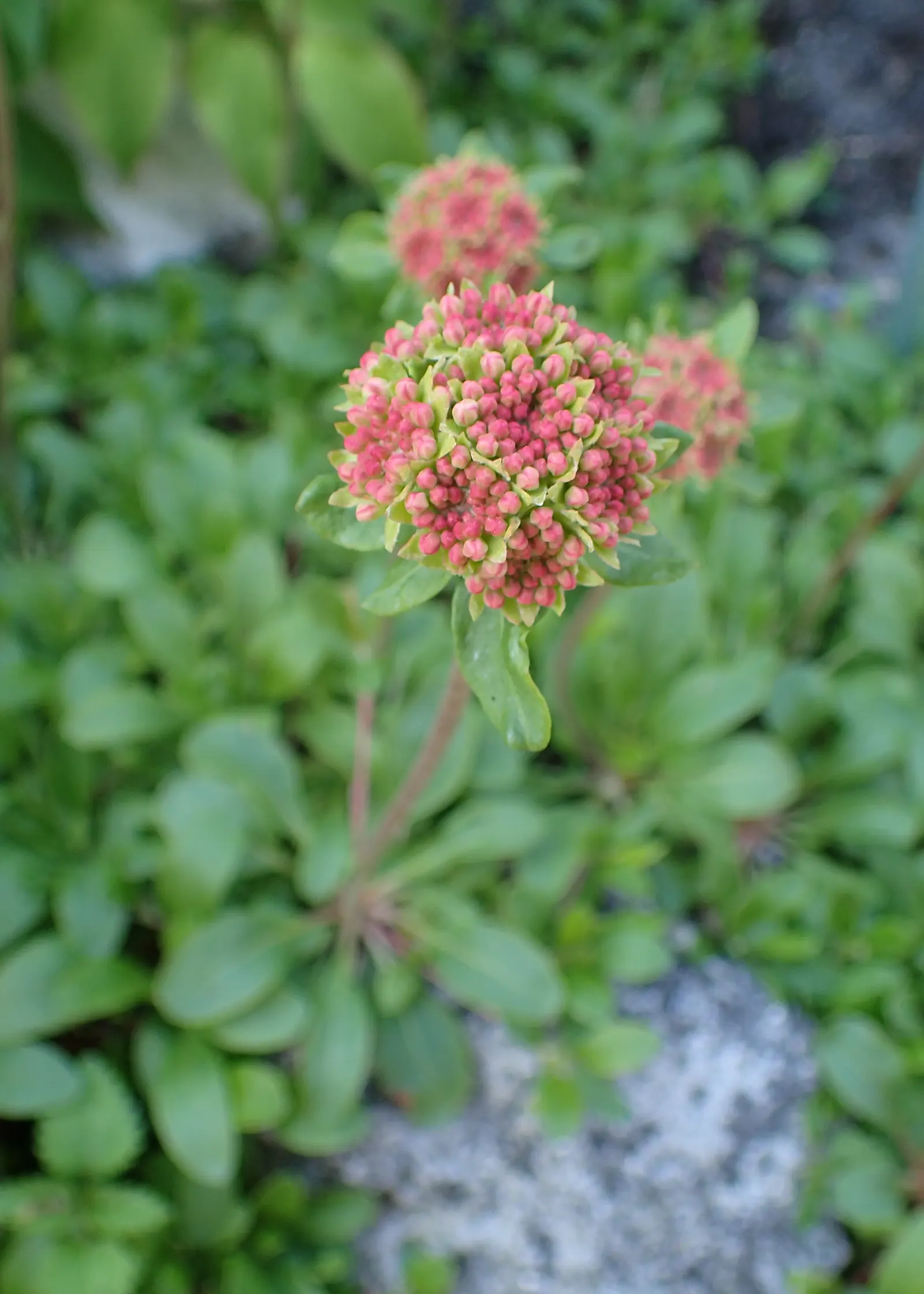 Sulfur Flower (Eriogonum Umbellatum) — drought-tolerant perennial that thrives in USDA zones 4-8; making it ideal for ground cover or border, image 102