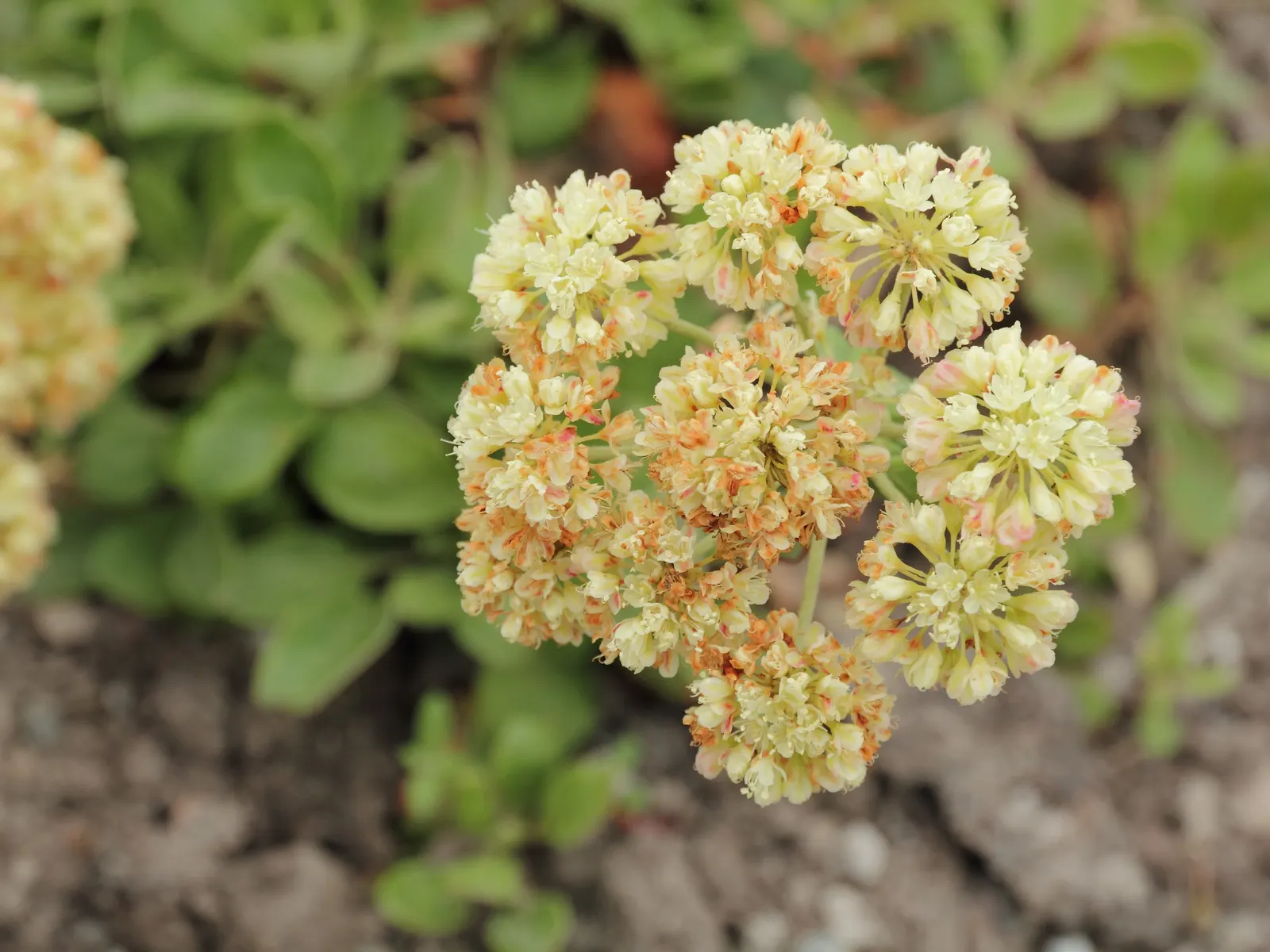 Sulfur Flower (Eriogonum Umbellatum) — drought-tolerant perennial that thrives in USDA zones 4-8