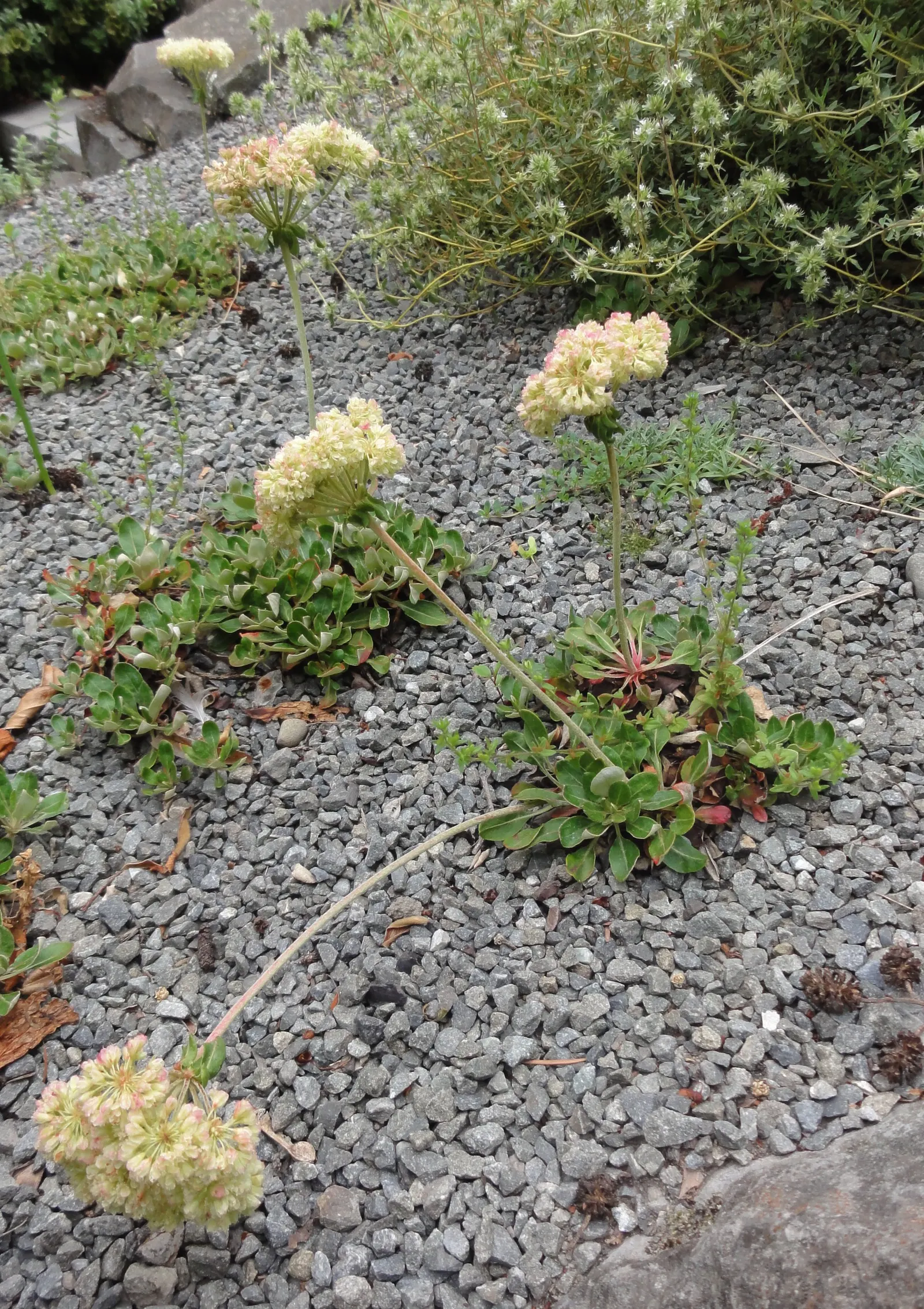 Sulfur Flower (Eriogonum Umbellatum) — perennial with yellow blooms