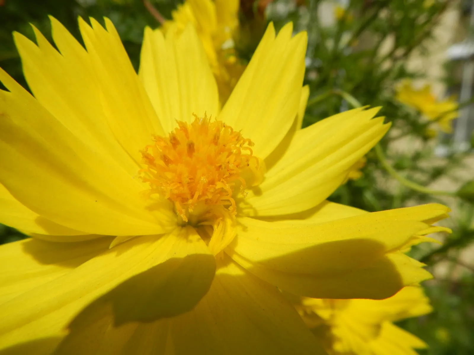 Sulfur Flower (Eriogonum Umbellatum) — This sun-loving native favors well-drained soils; perennial for full or half